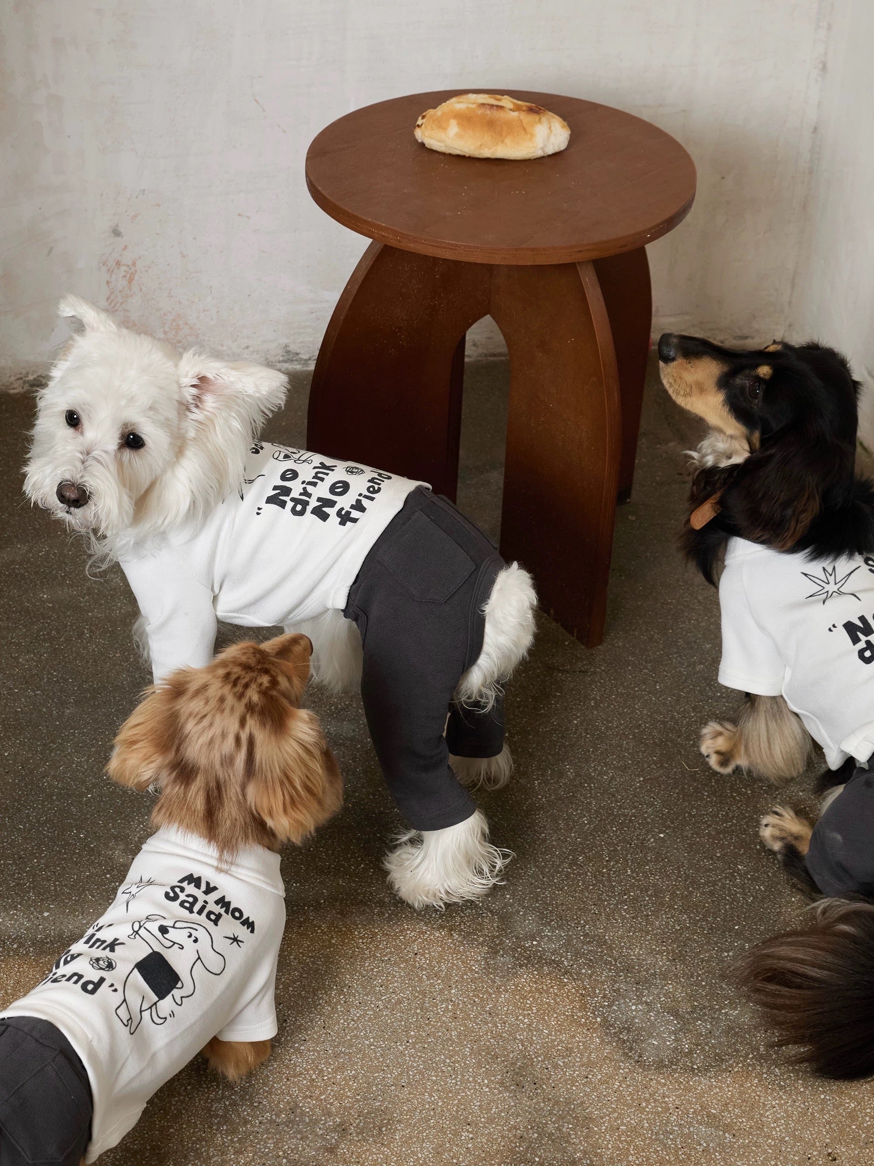 Dog Suit