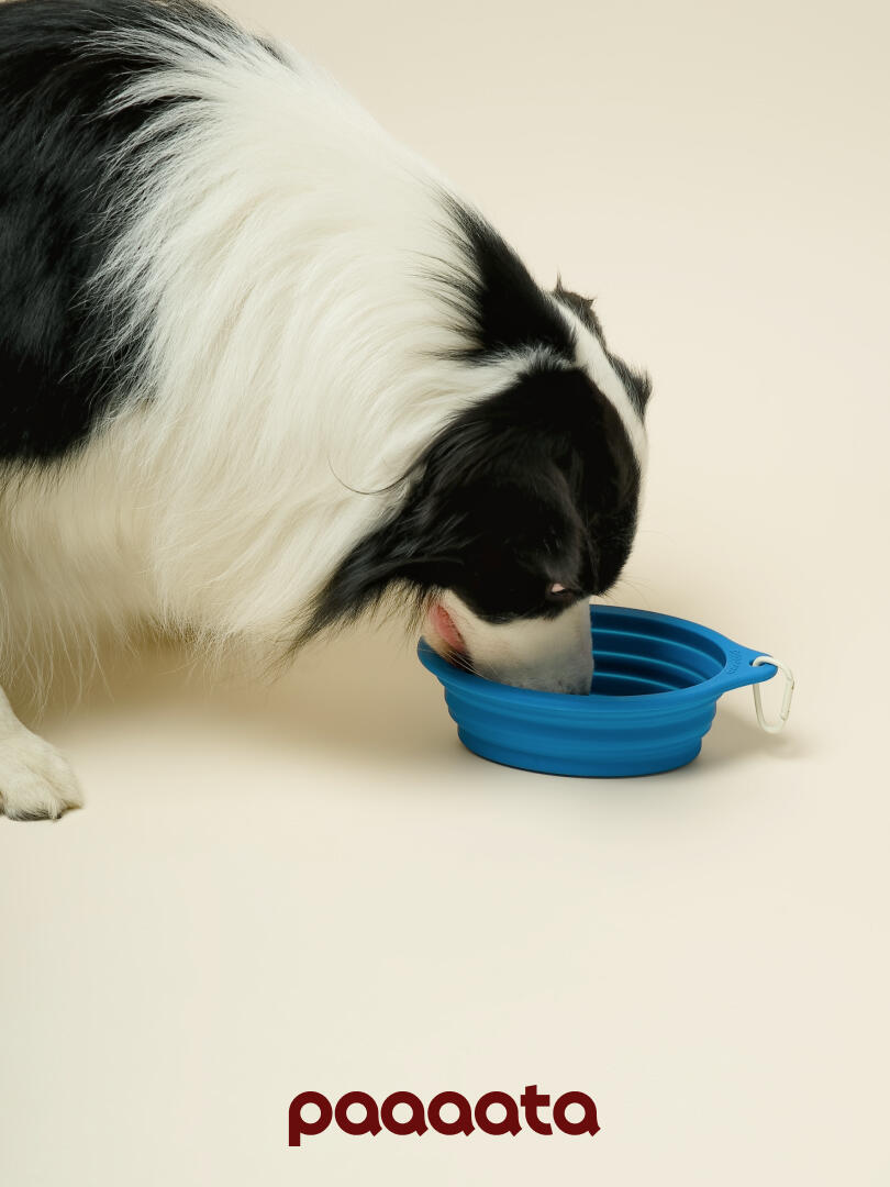 Collapsible Silicone Pet Bowl