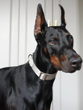 Dog Collar Silver