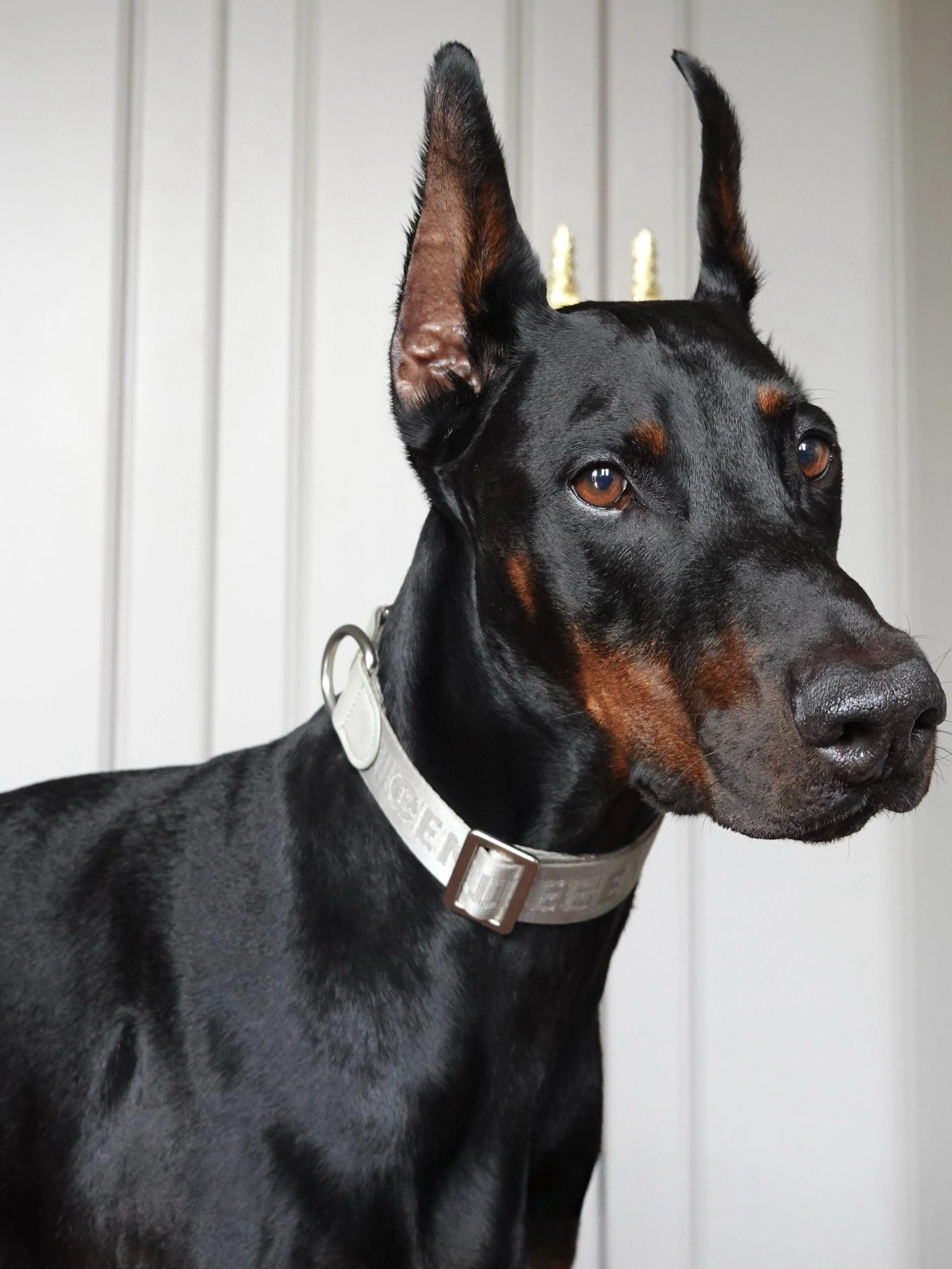 Dog Collar Silver
