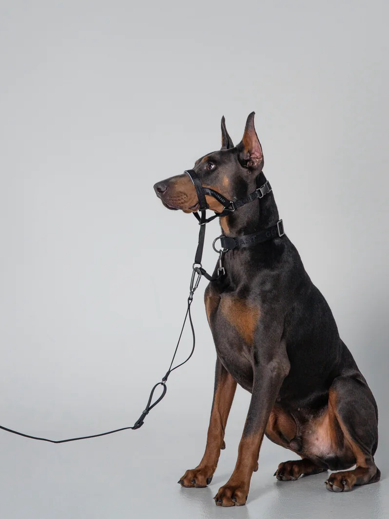 Dog Leash Black