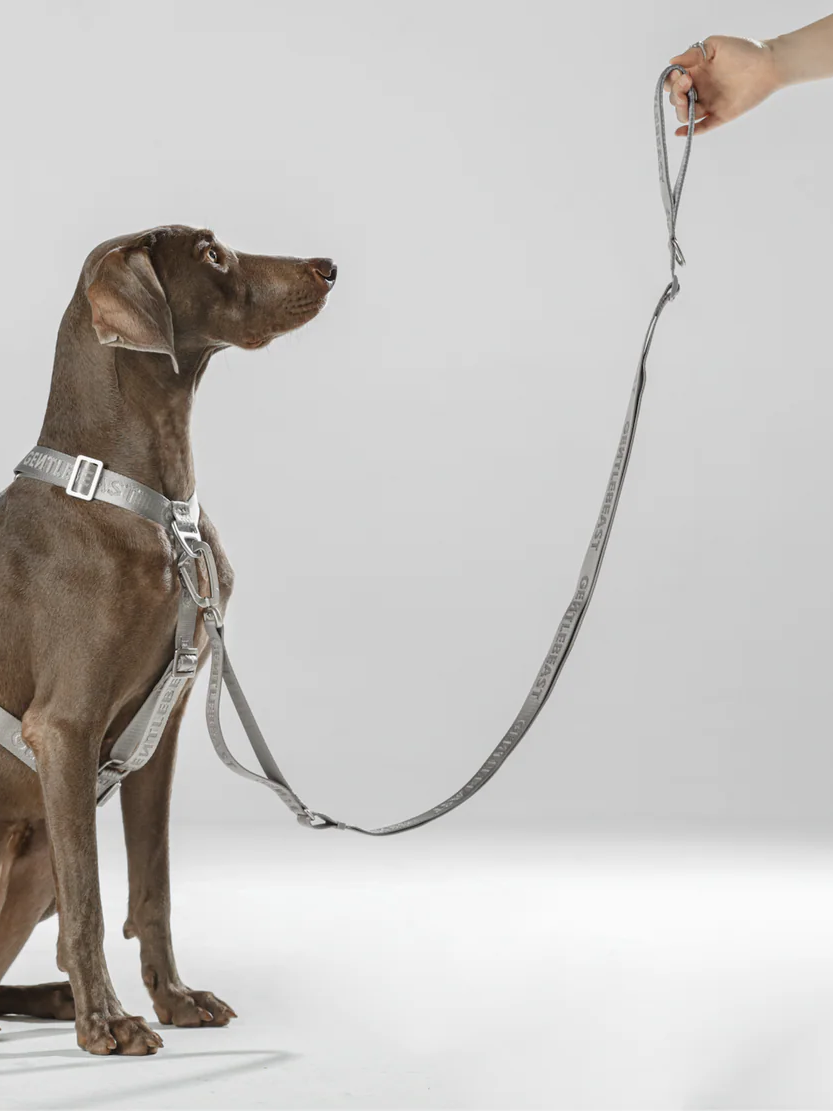 Dog Leash Silver