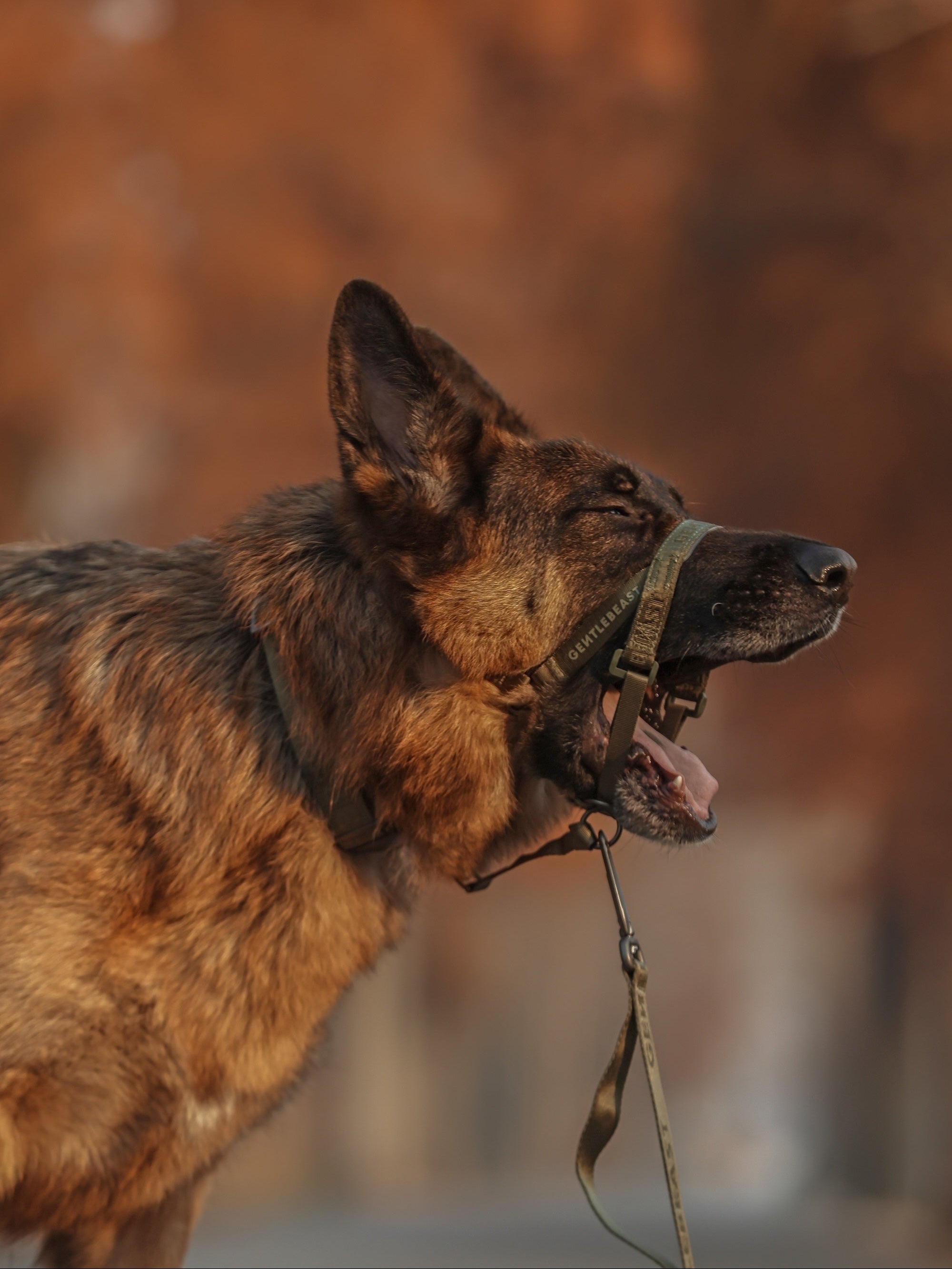 Dog Headcollar Green
