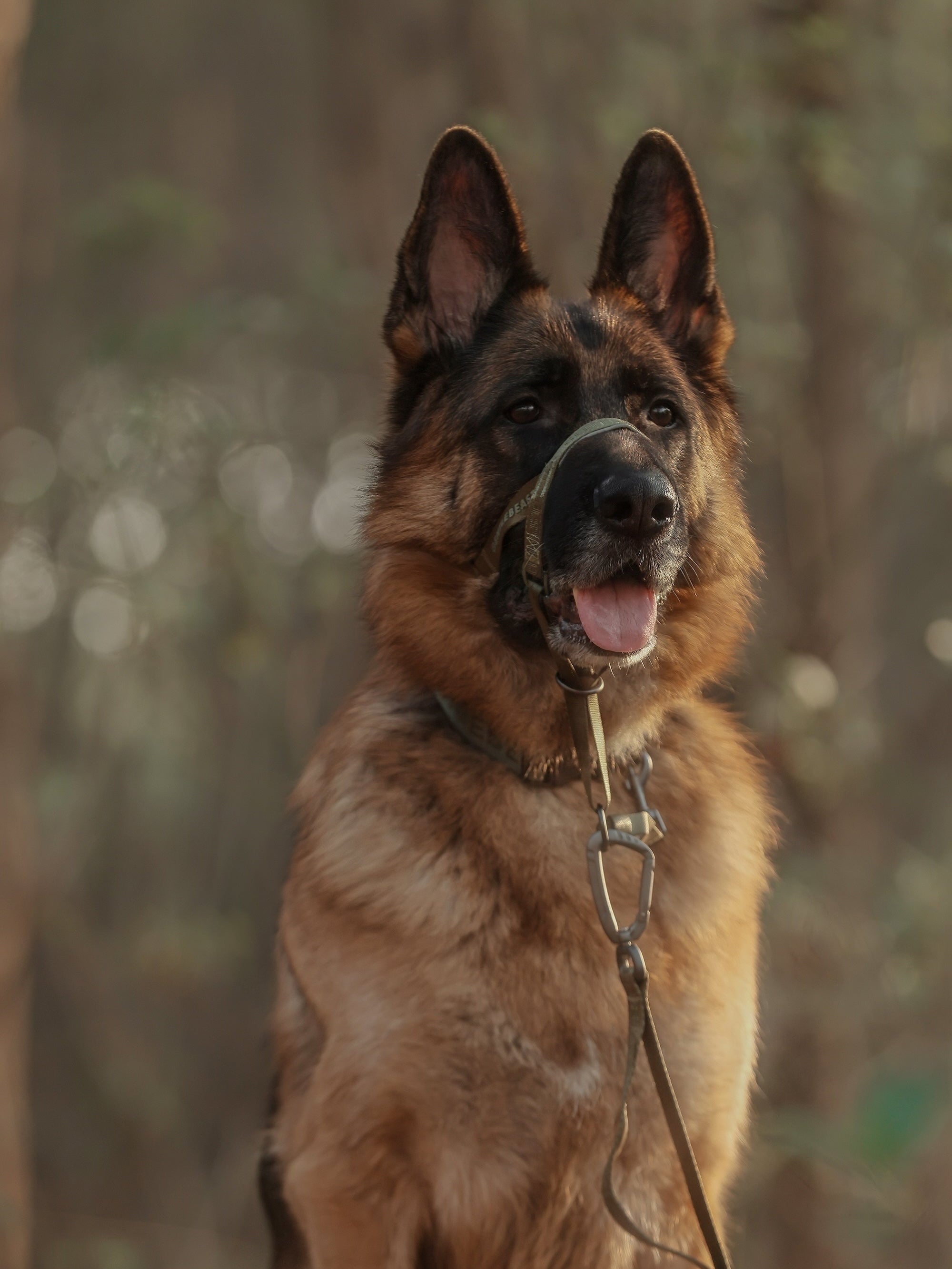 Dog Headcollar Green