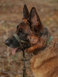 Dog Headcollar Green