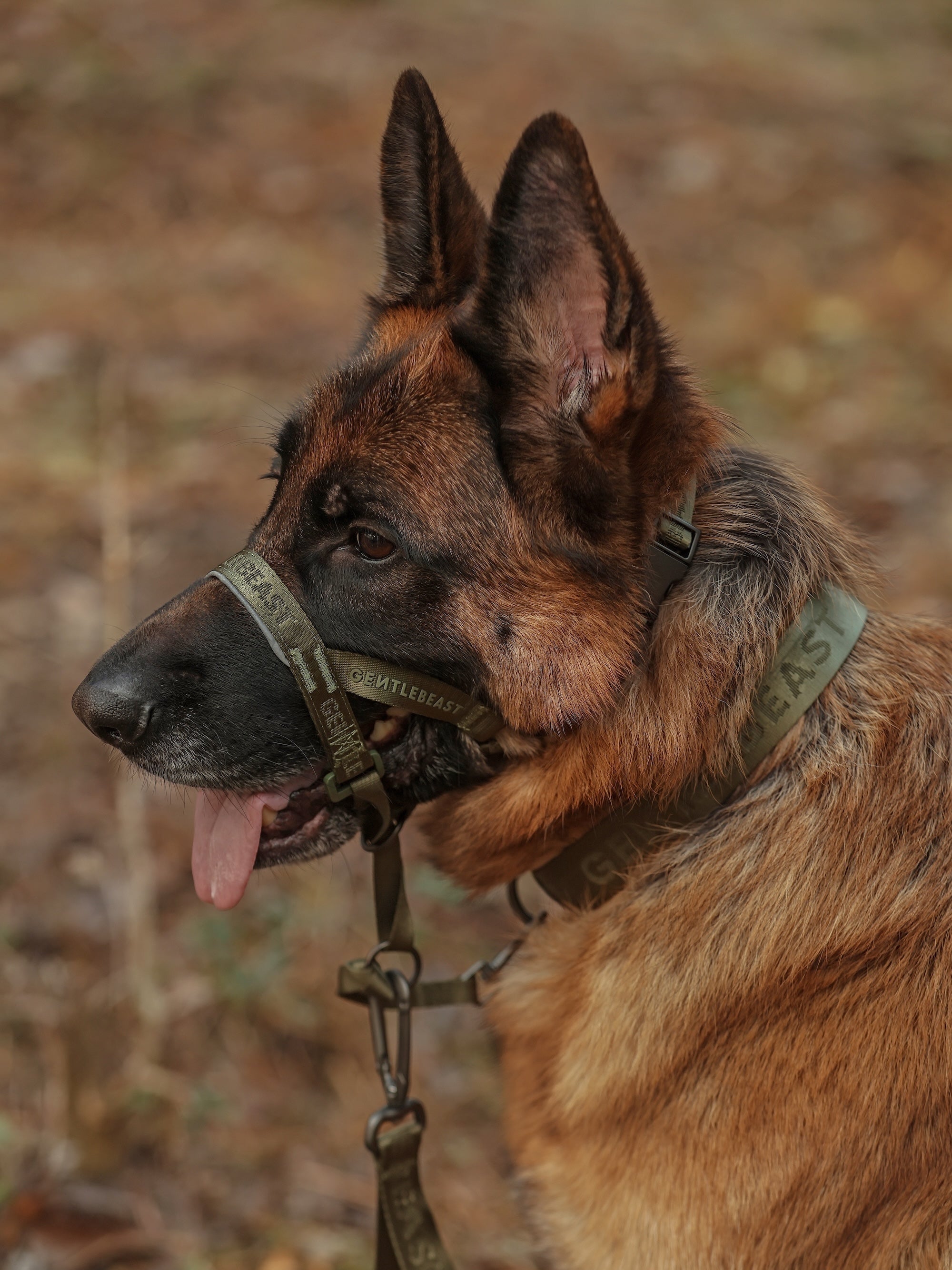 Dog Headcollar Green