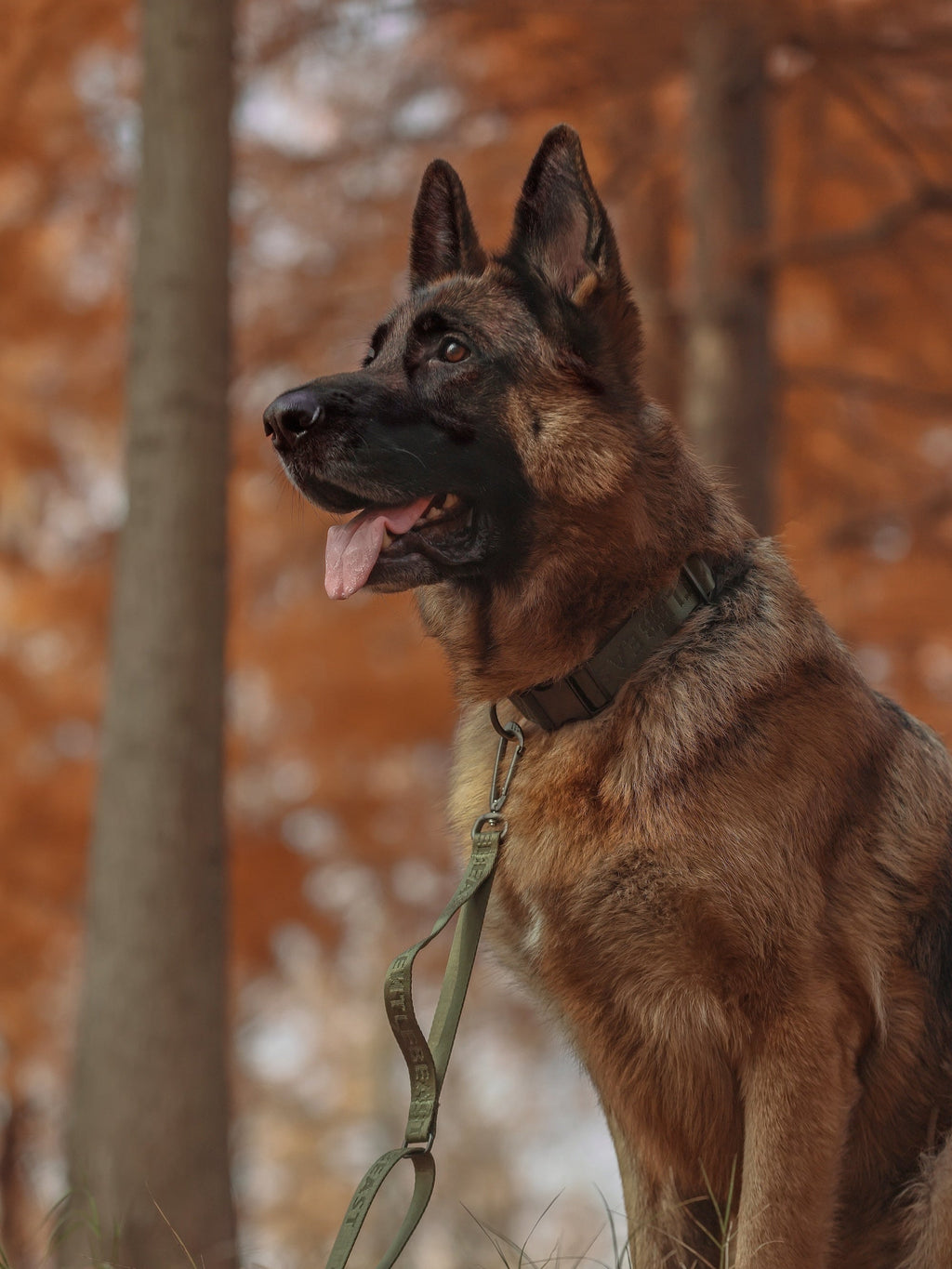 Dog Collar Green