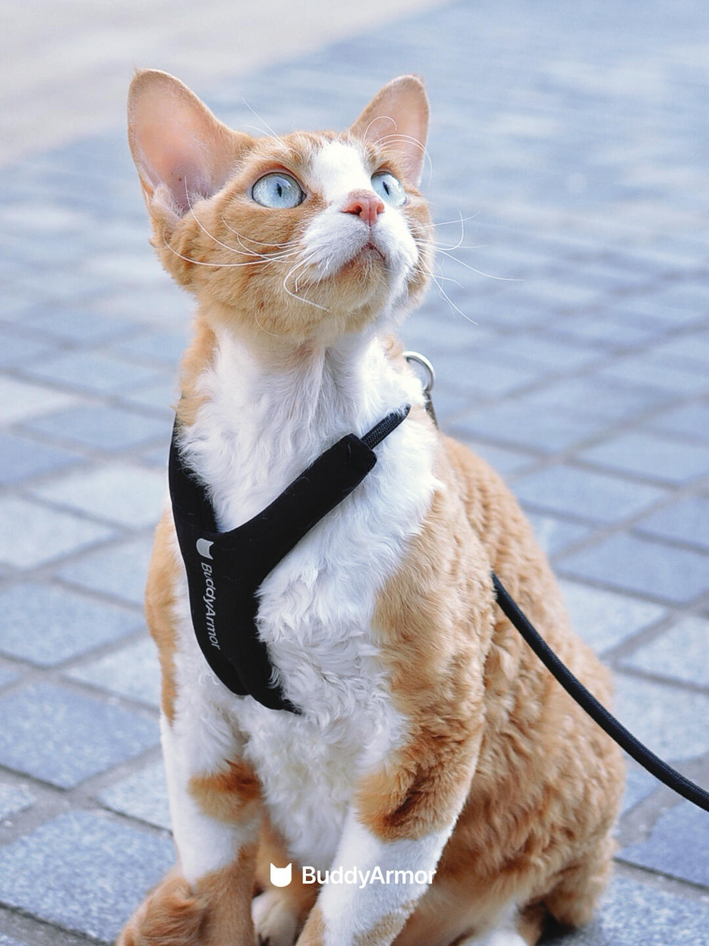 Y-Shape Escape-Proof Cat Harness
