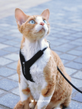 Y-Shape Escape-Proof Cat Harness