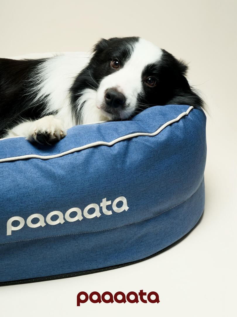 Orthopedic Memory Foam Bolster Dog Bed