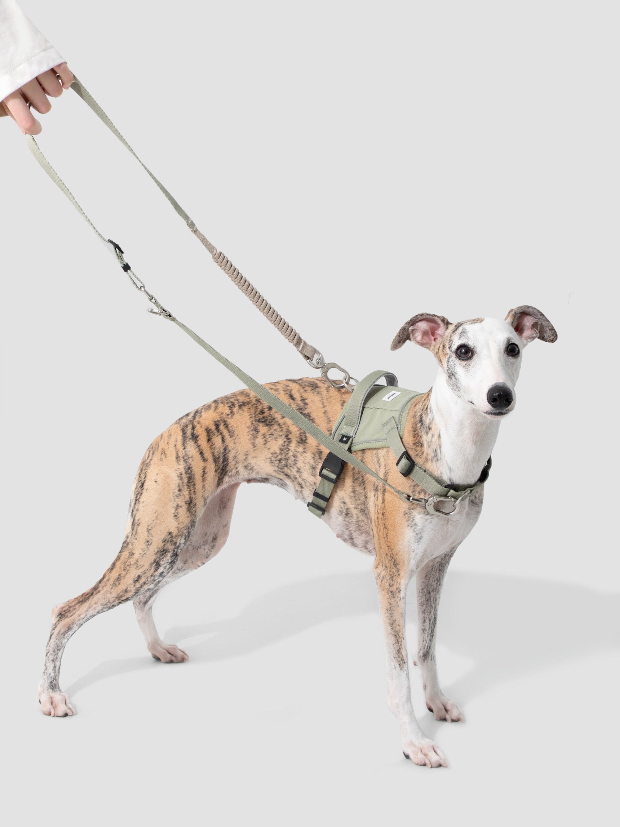 Shock-Absorbing Hands-Free Dog Leash with Double Extension