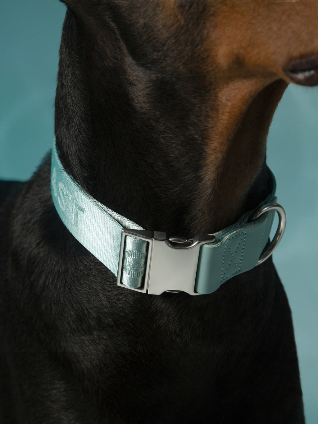 Dog Collar Mint Blue