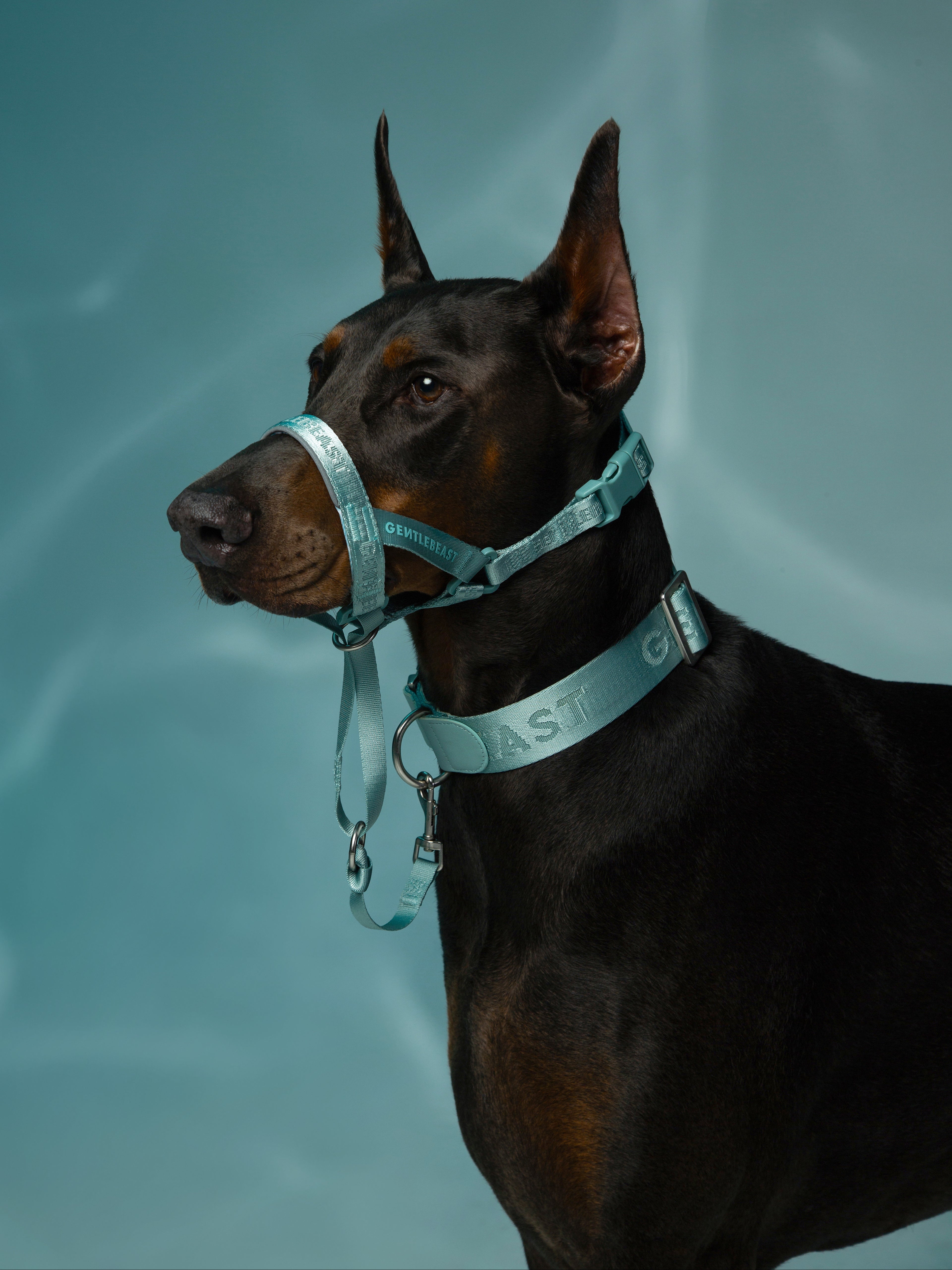 Dog Headcollar Mint Blue