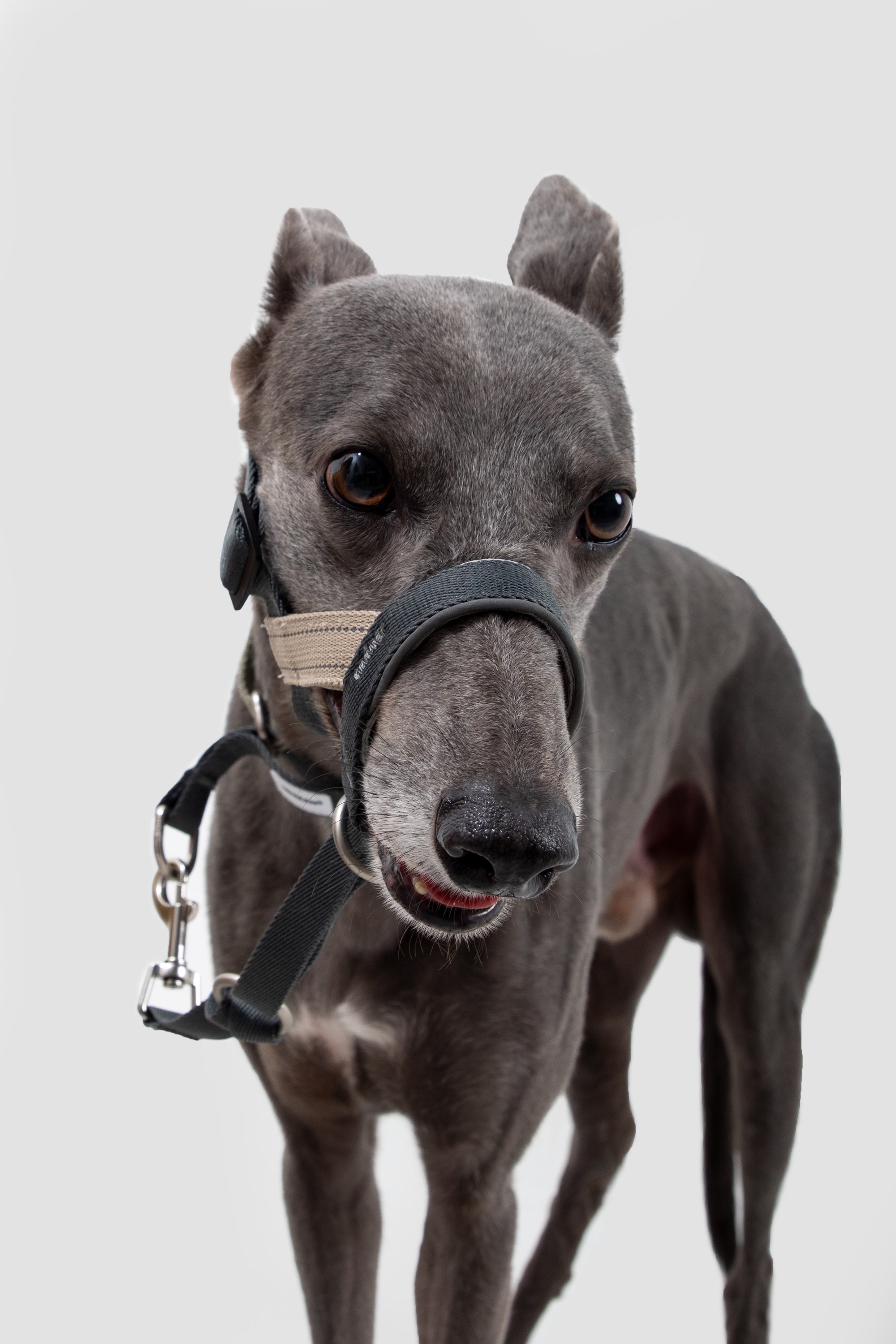 No-Pull Dog Head Collar