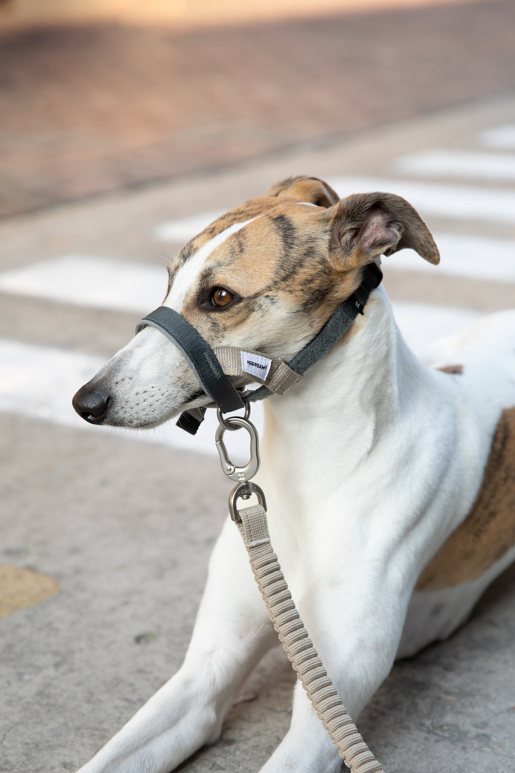 Anti-Pull Dog Head Collar