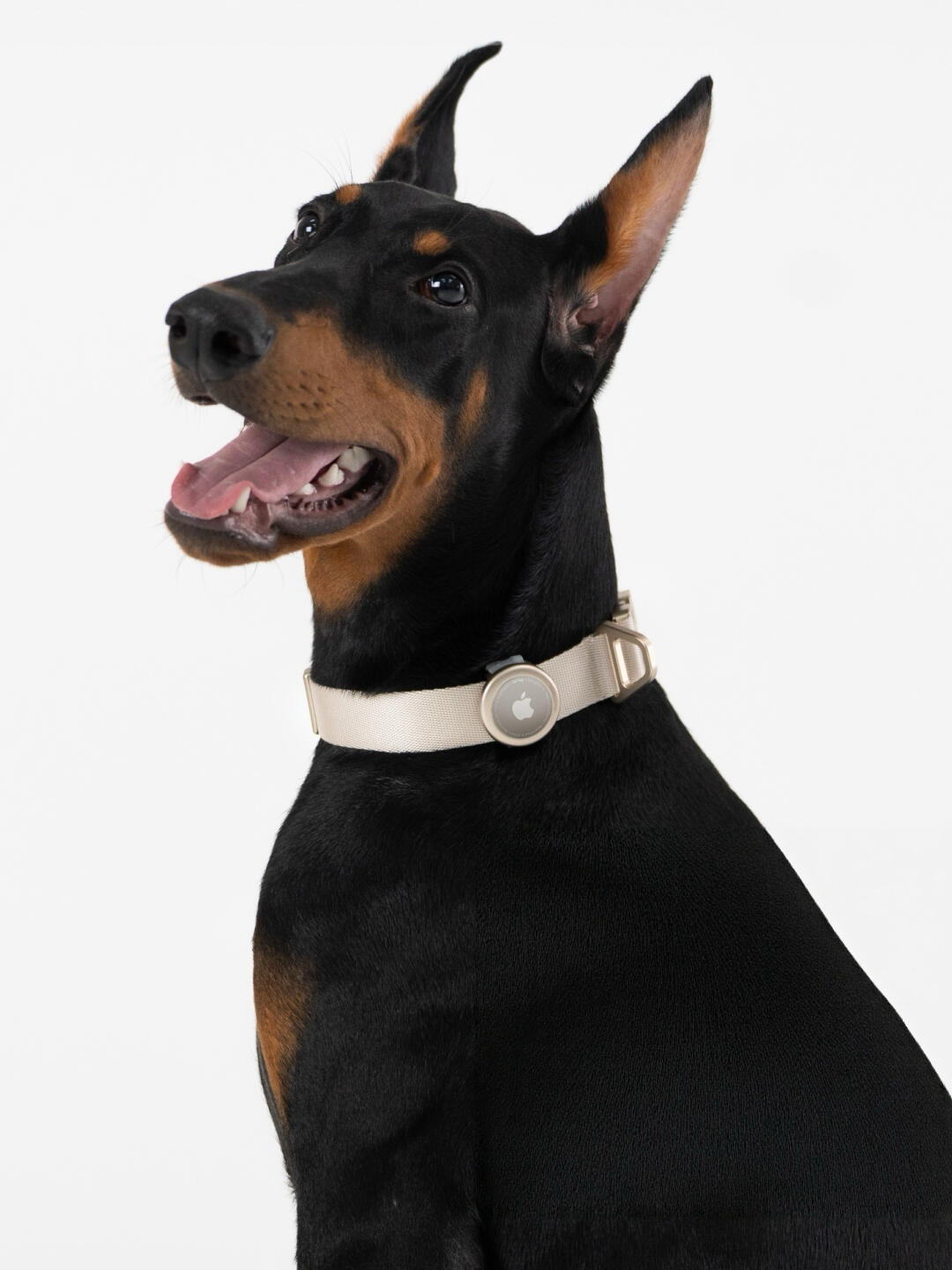 Quick-Release Dog Collar with AirTag Holder