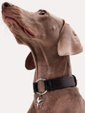 Leather Dog Collar