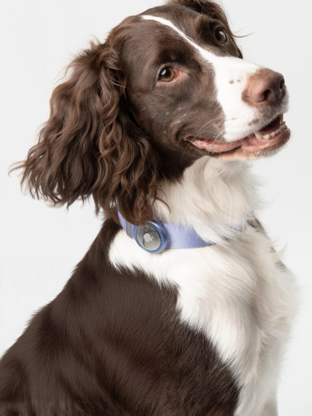 Quick-Release Dog Collar with AirTag Holder