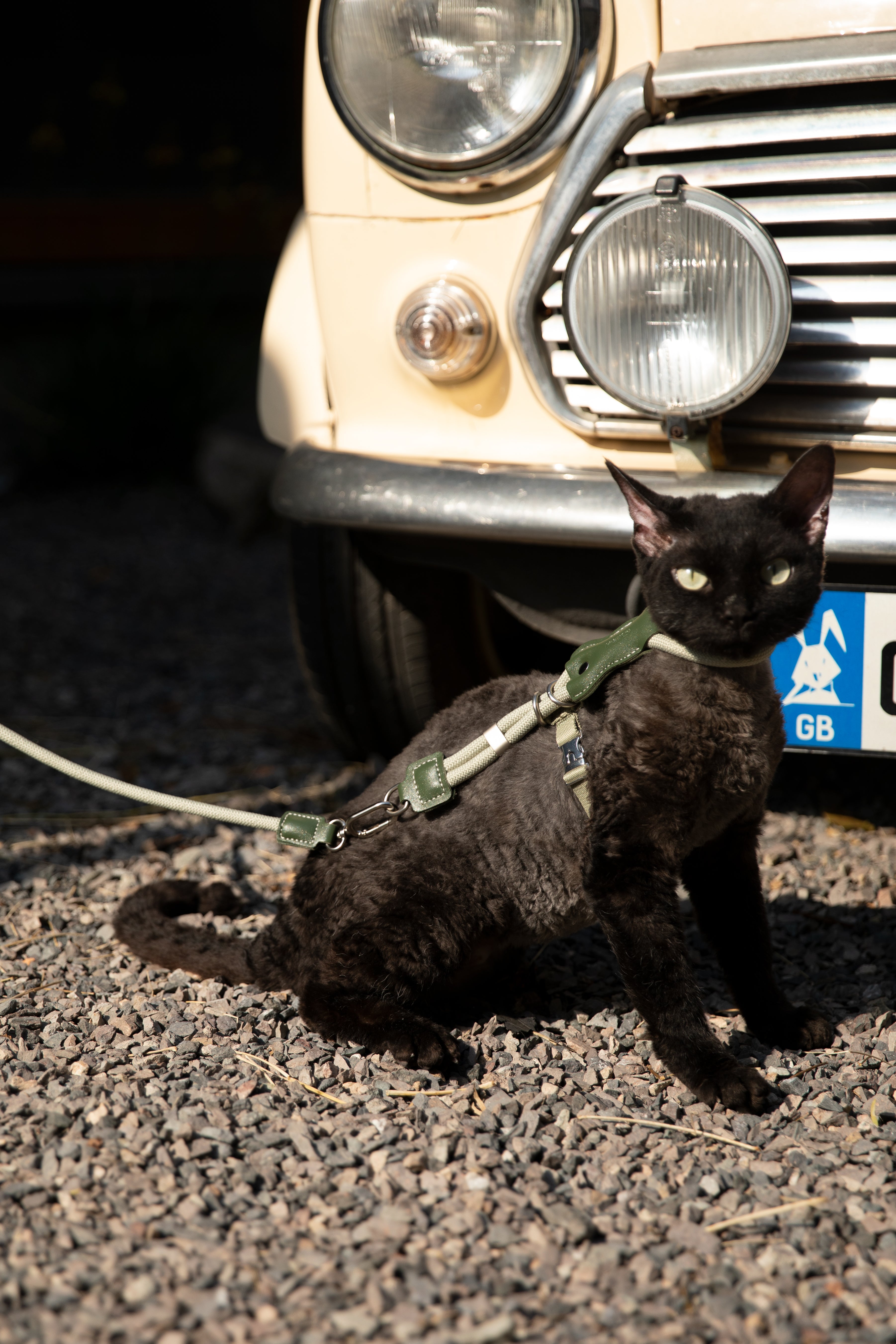 Adjustable Cat Harness & Leash Set