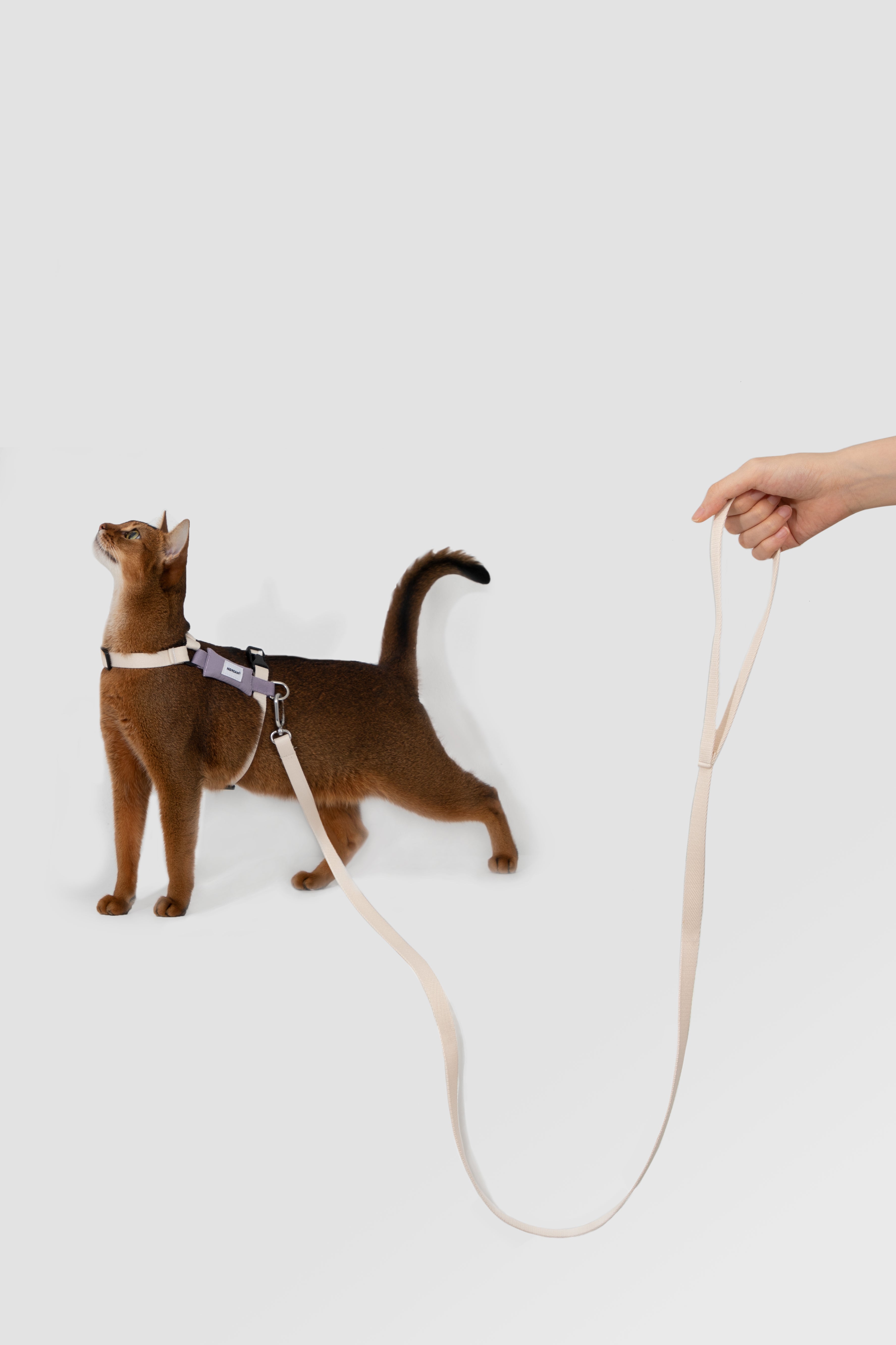 H Strap Adjustable Cat Harness