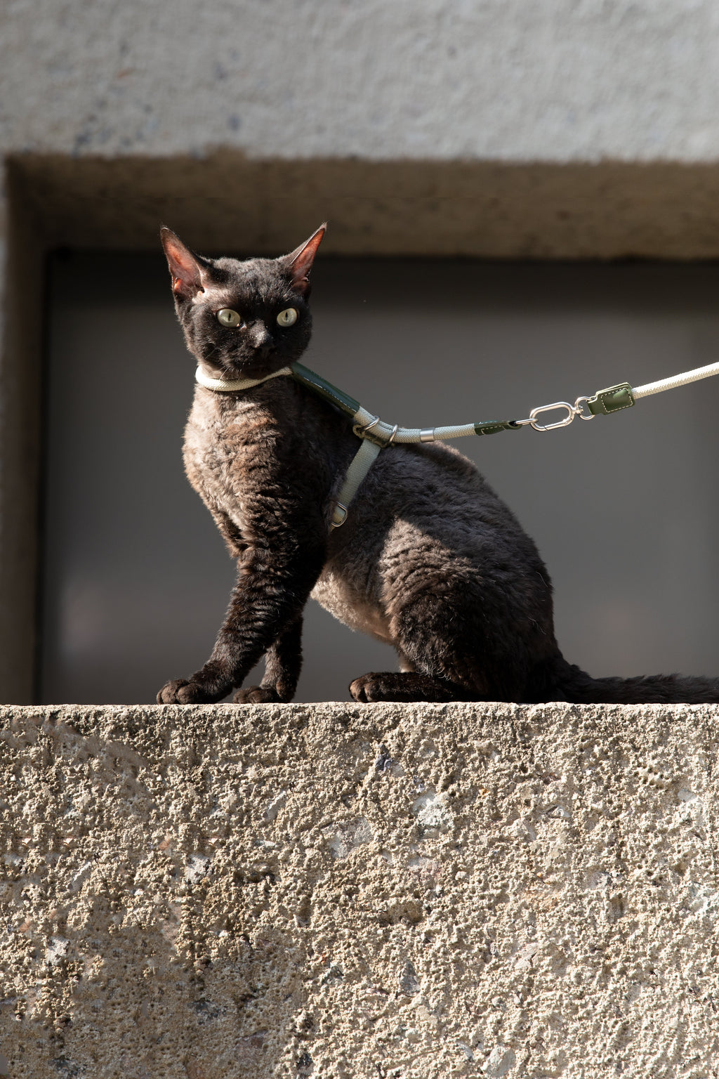 Adjustable Cat Harness & Leash Set