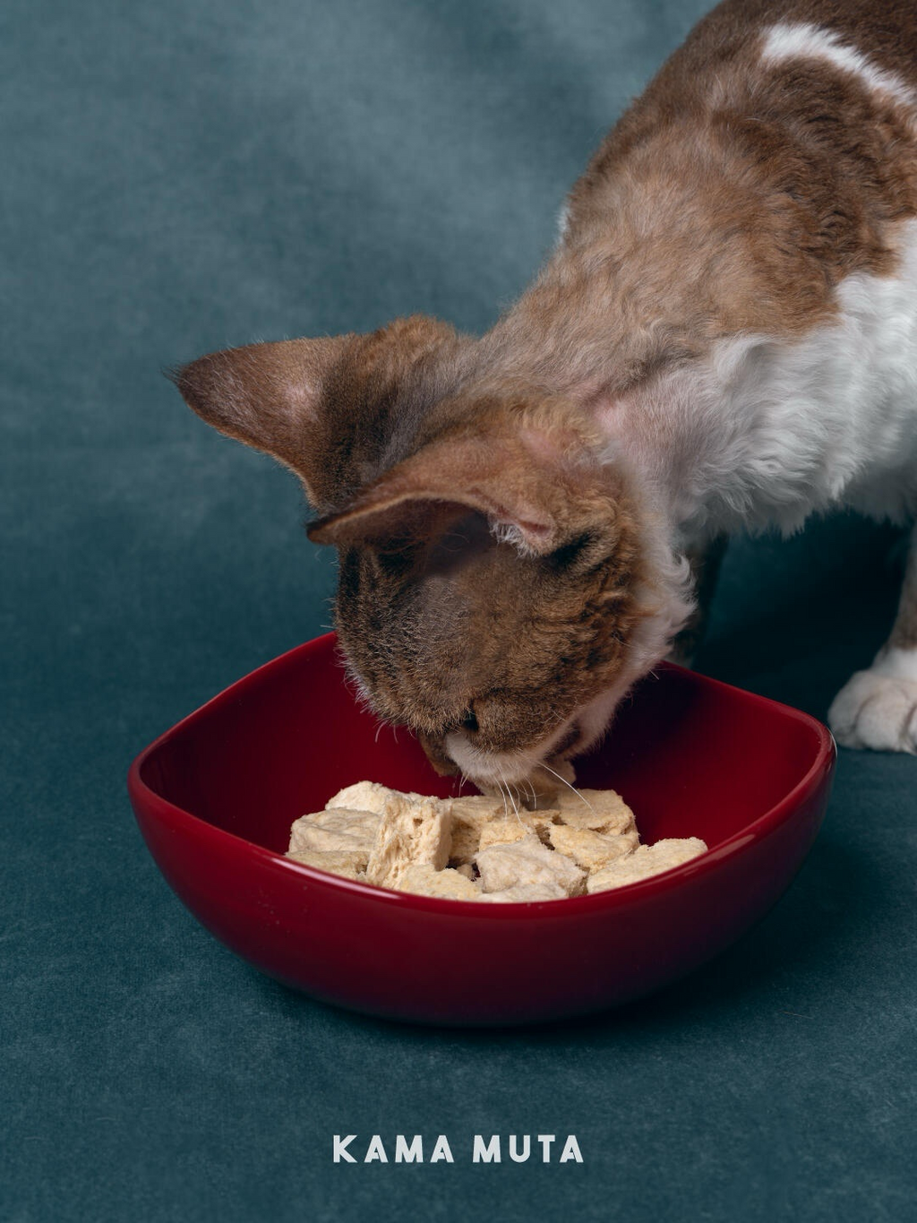 Minimalist Ceramic Pet Bowl