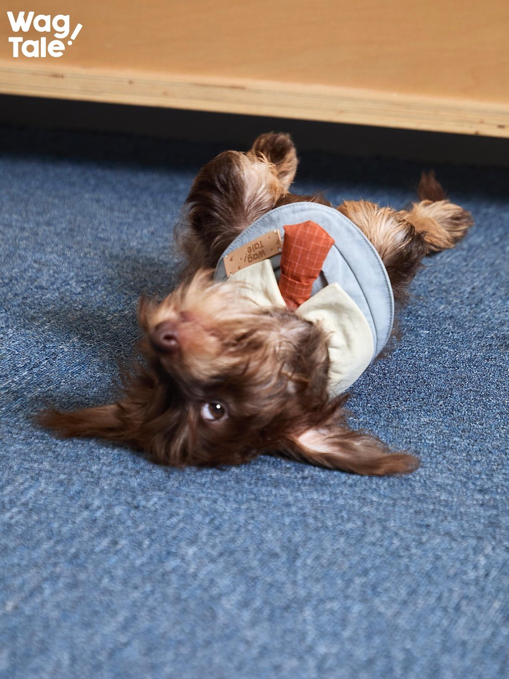 Mini Tie Dog Bandana