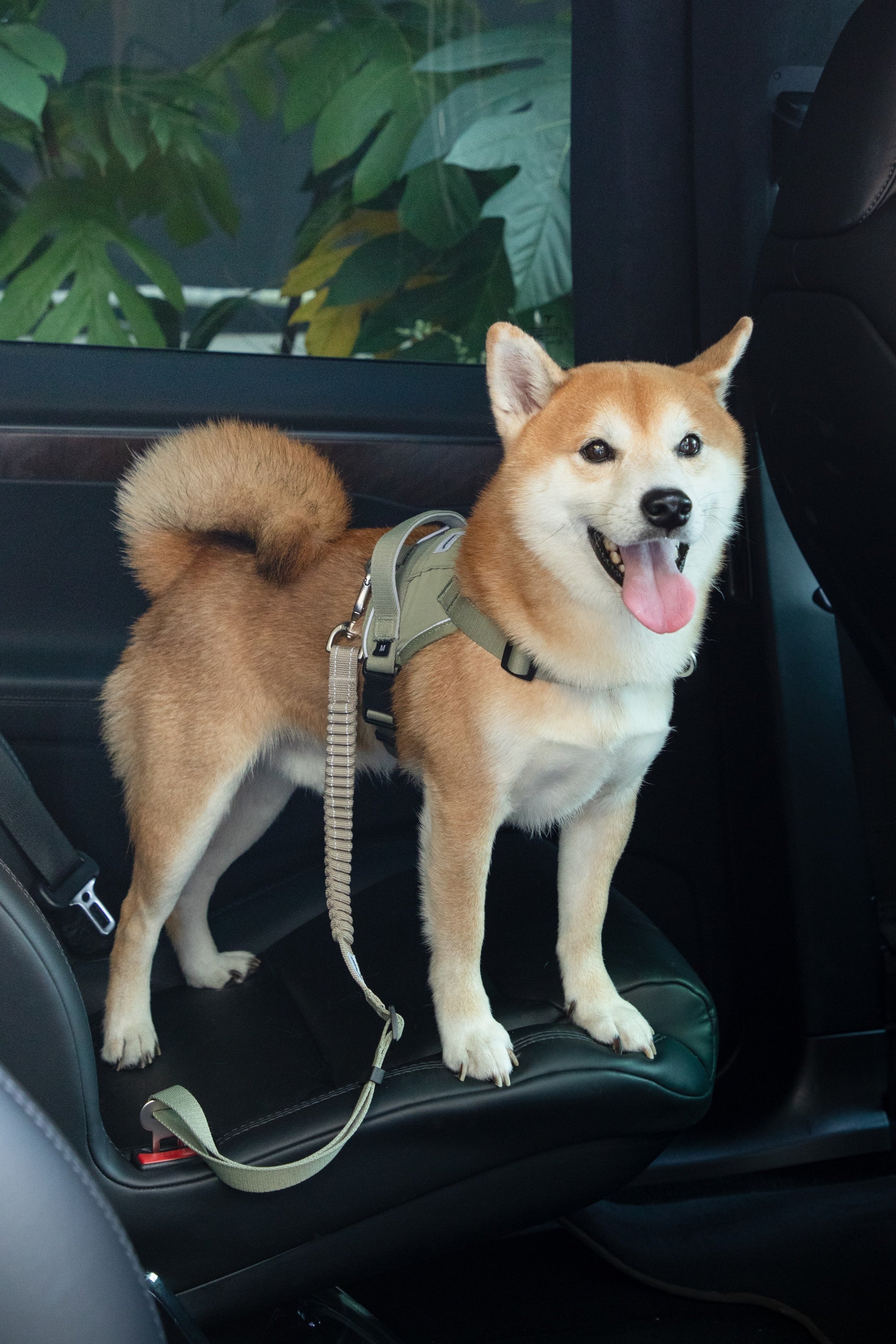 Elastic Shock Absorbing Dog Seatbelt Tether