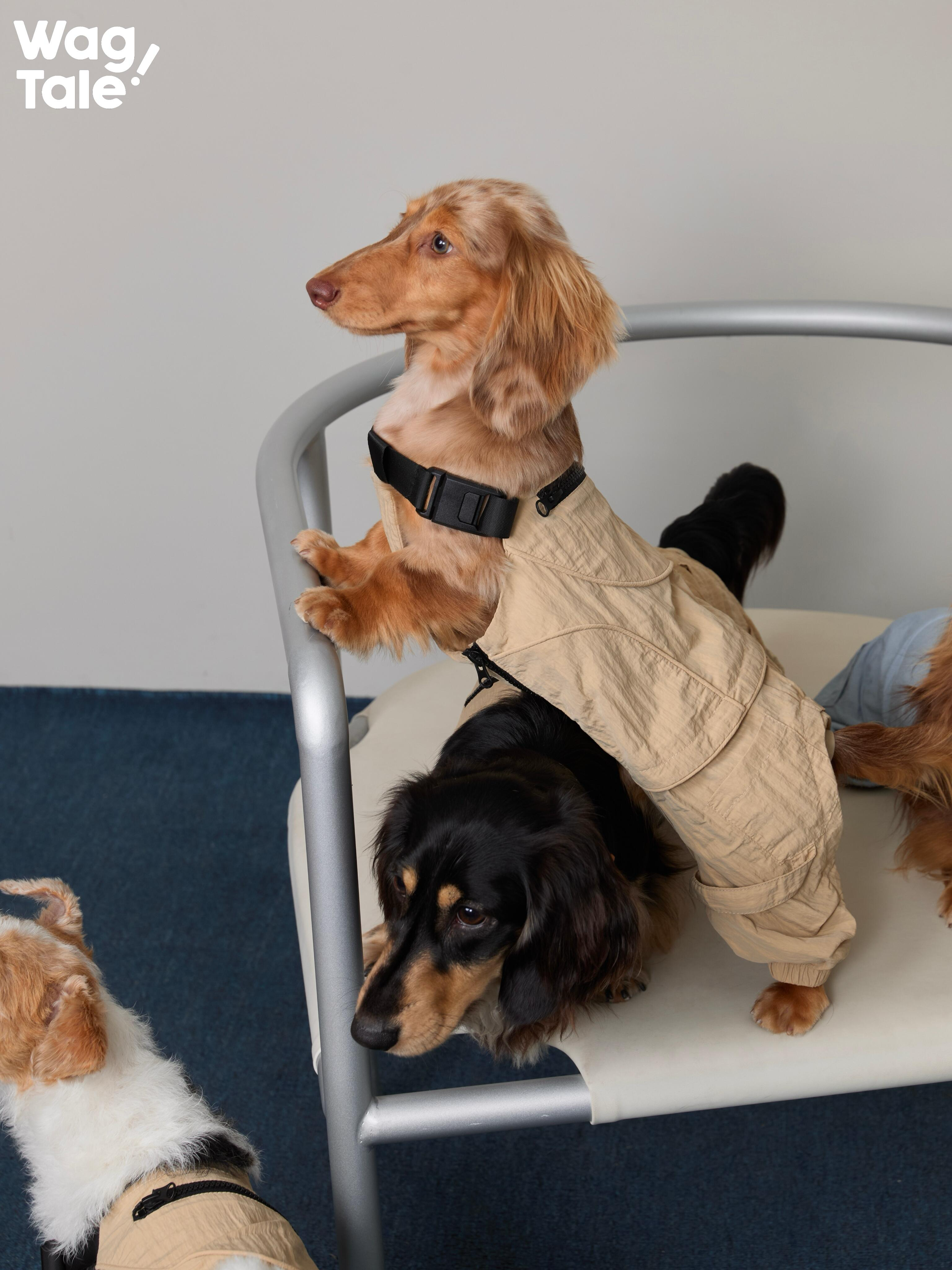 Waterproof Sun-Protective Dog Overall