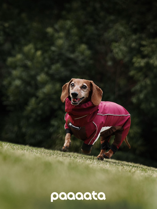 Dachshund Waterproof Jacket