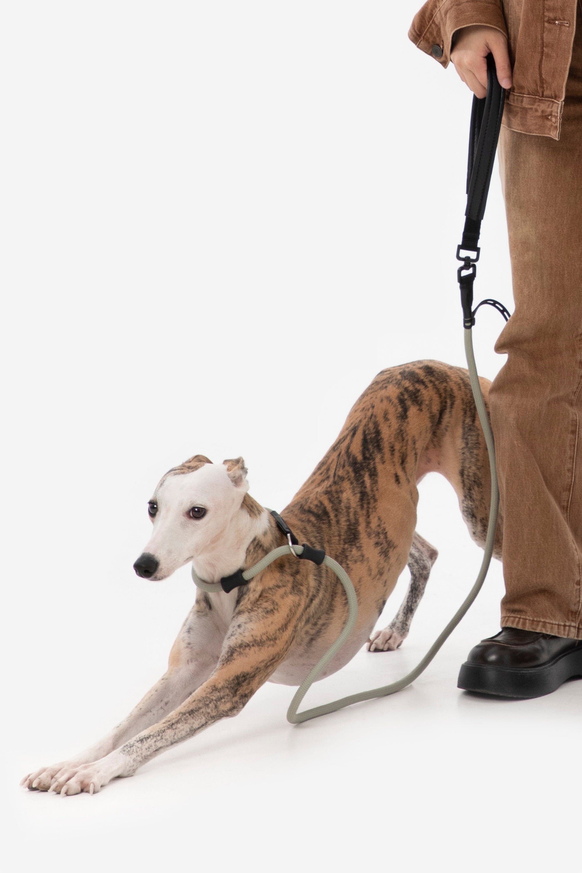 Leather Handle Dog Slip Leash