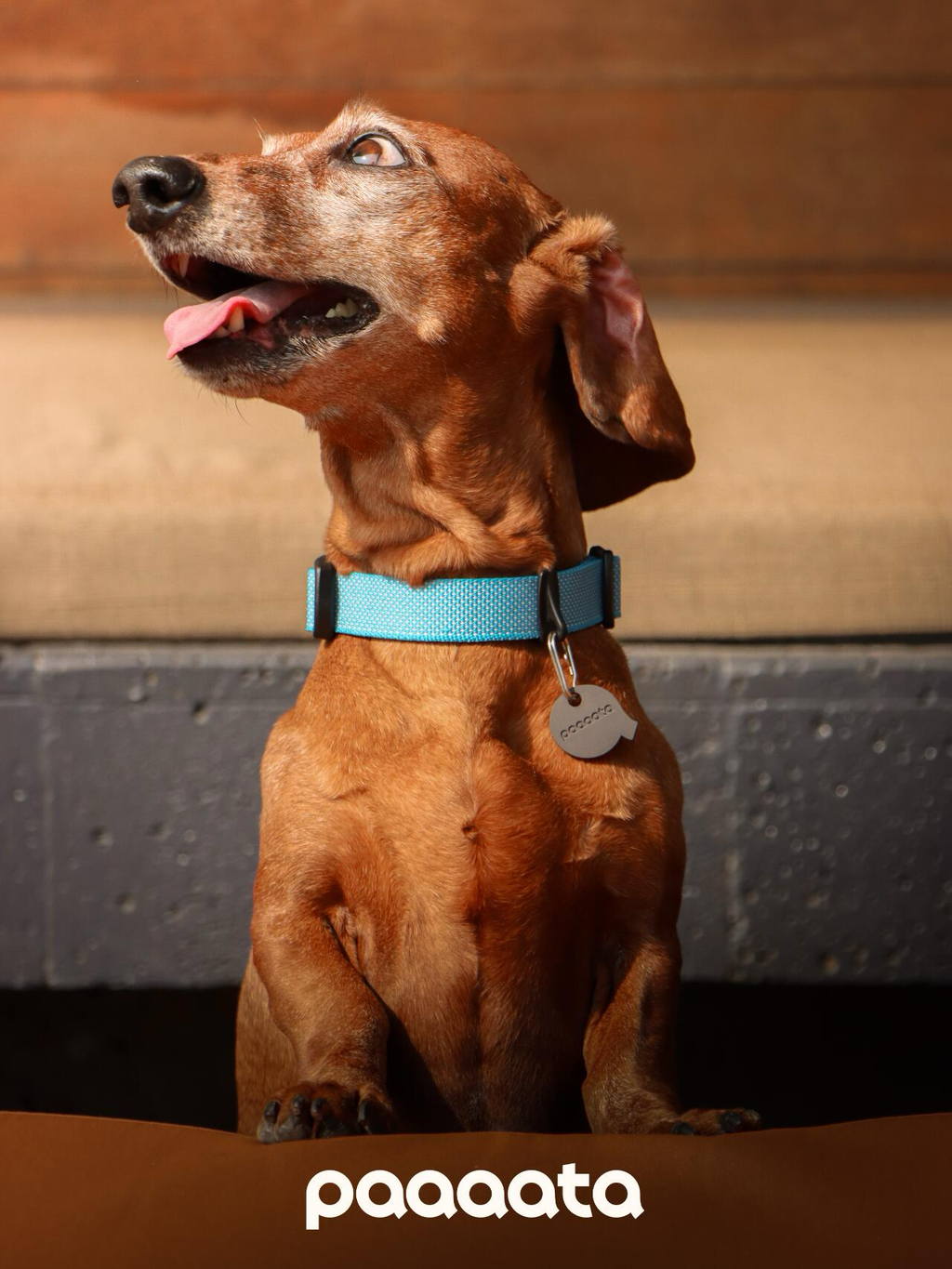 Lightweight Dog Collar with Silent Buckle