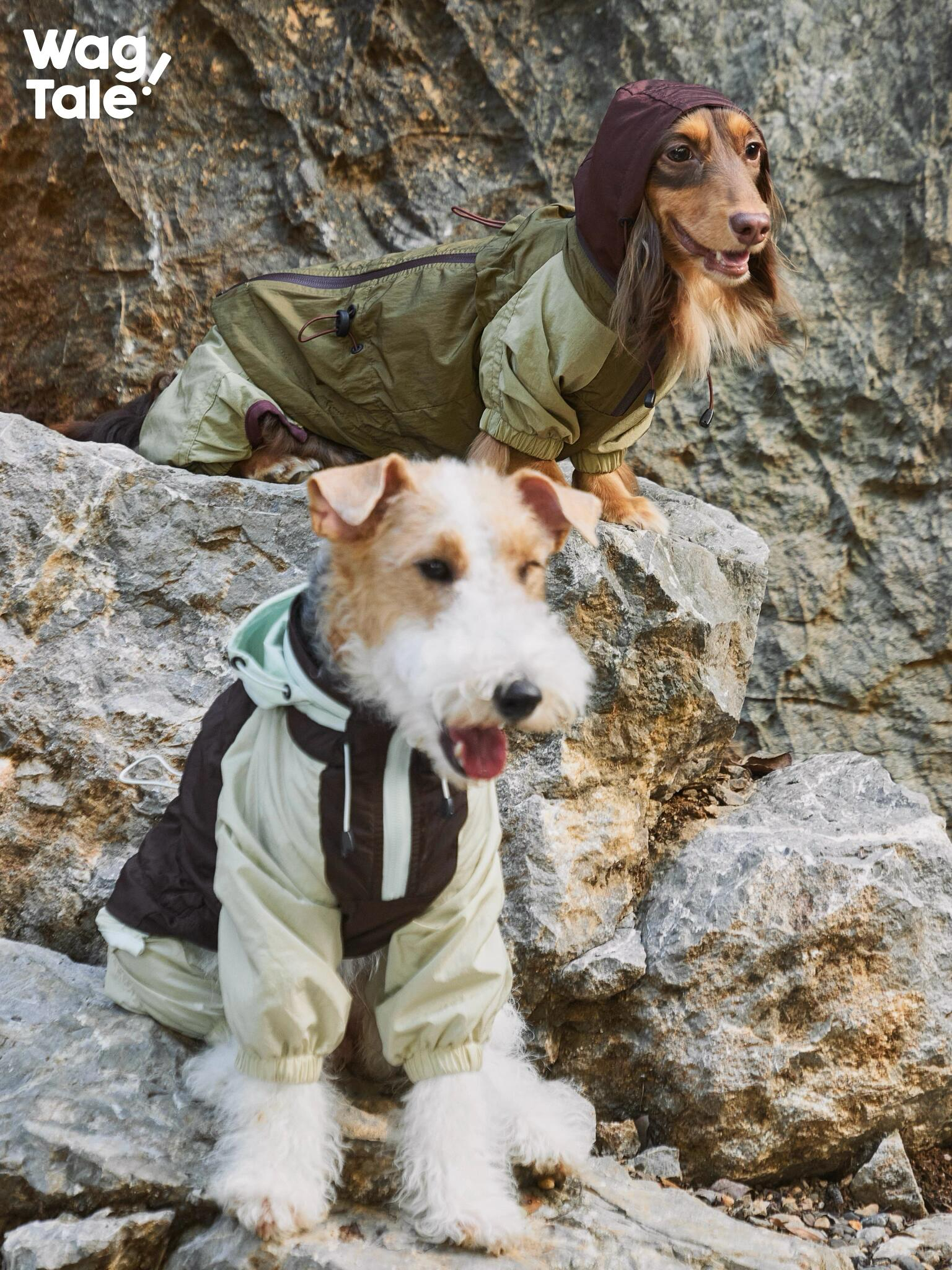 All-Weather Outdoor Waterproof Dog Windbreaker