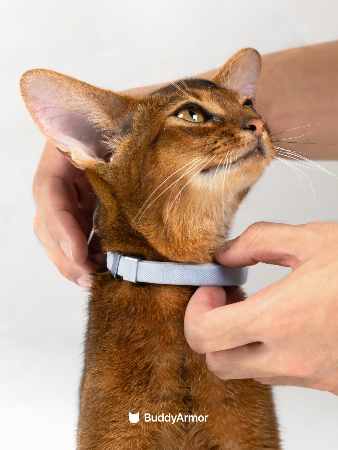 Anti-Choking Elastic Cat Collar