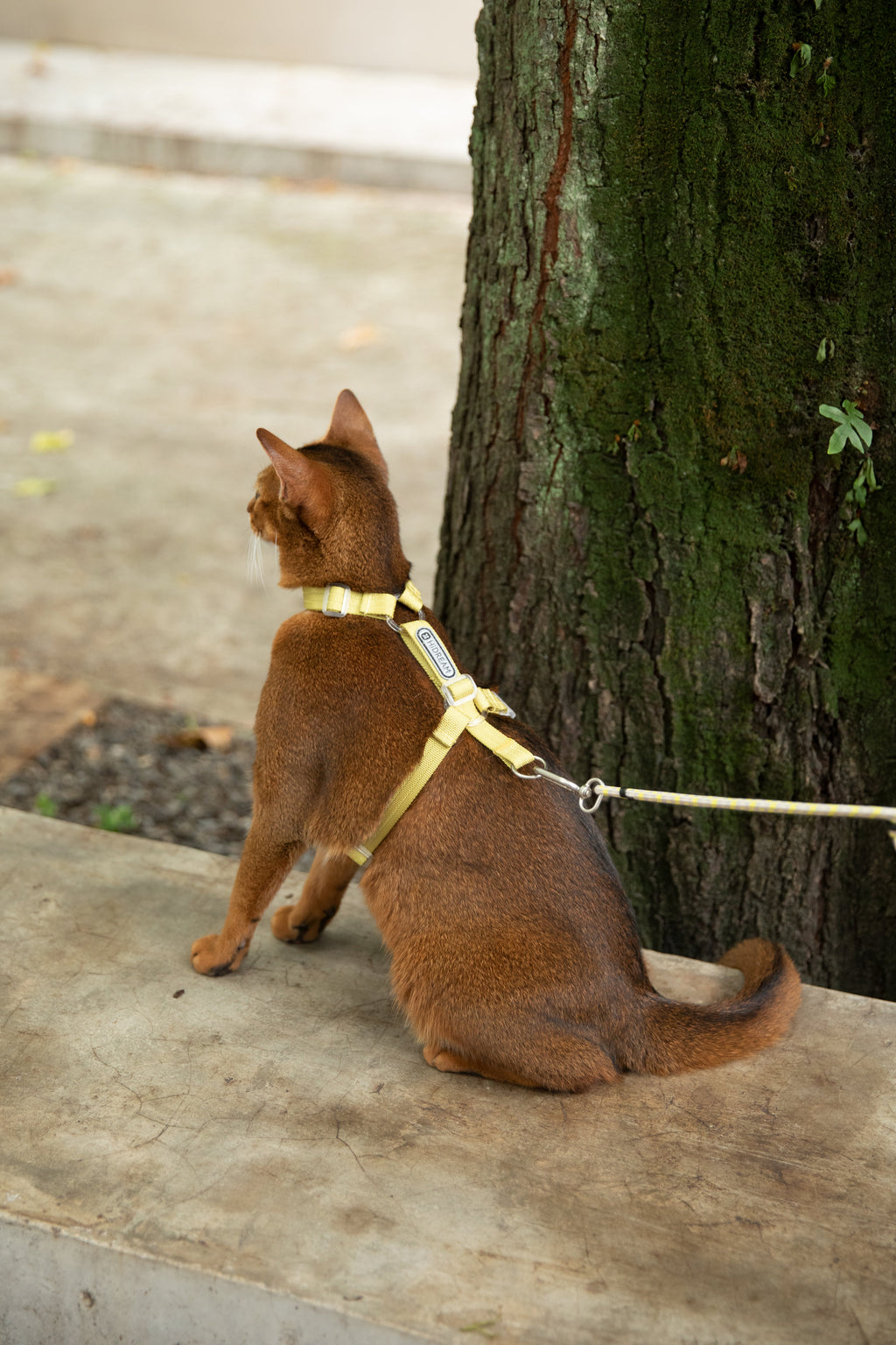 H-Shape Adjustable Cat Harness & Leash Set