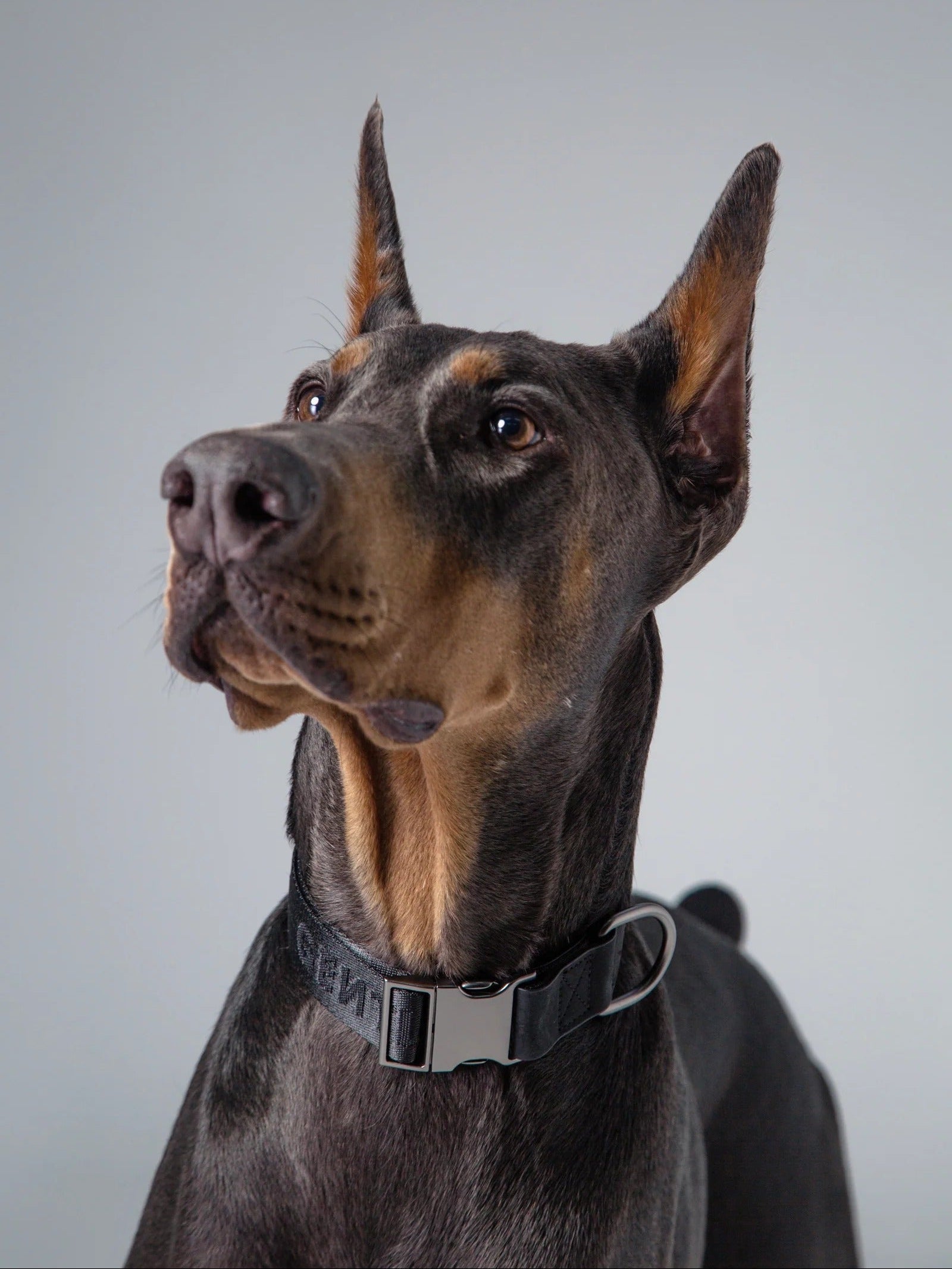 Dog Collar Black