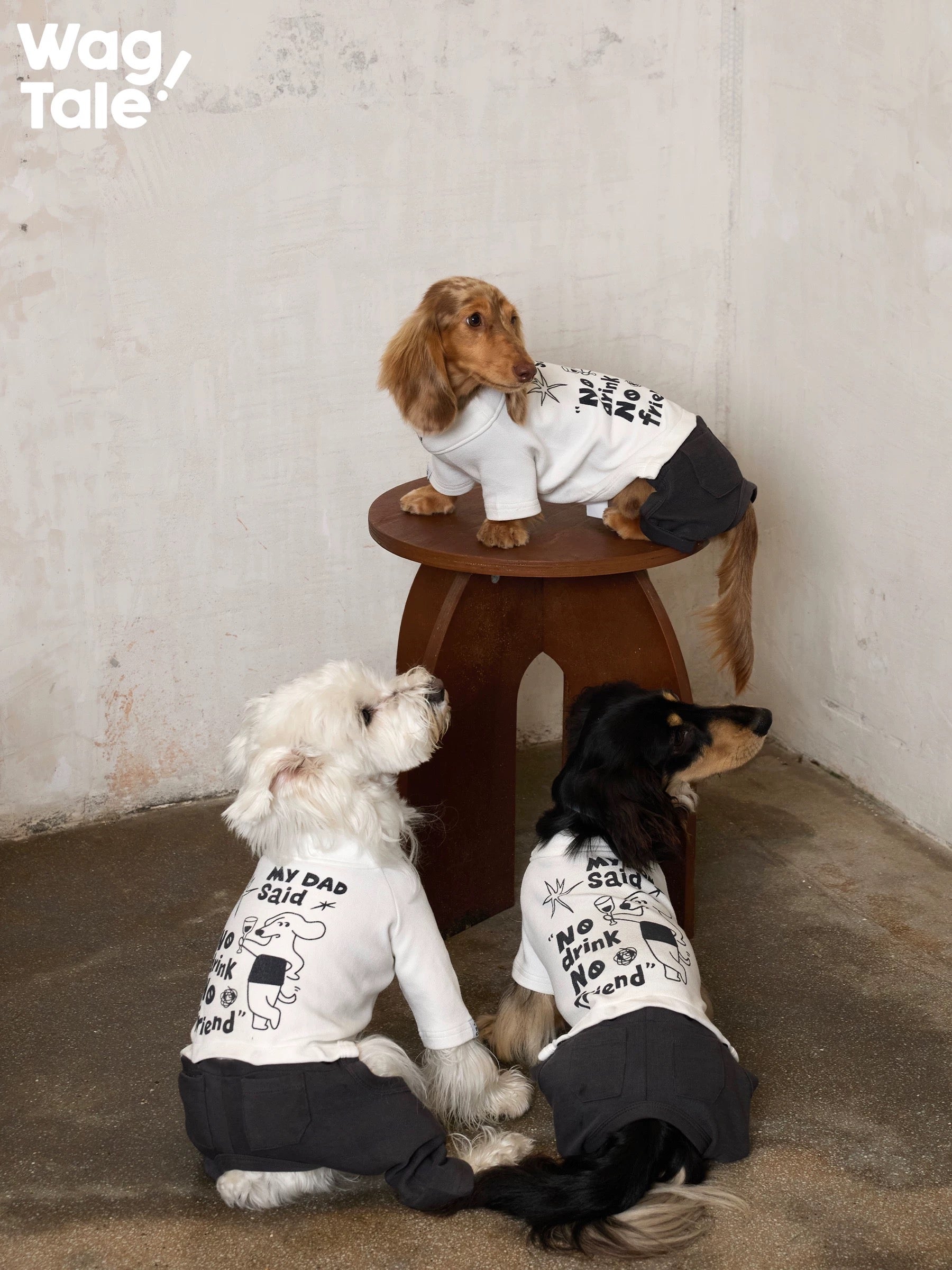 Graphic Dog Suit
