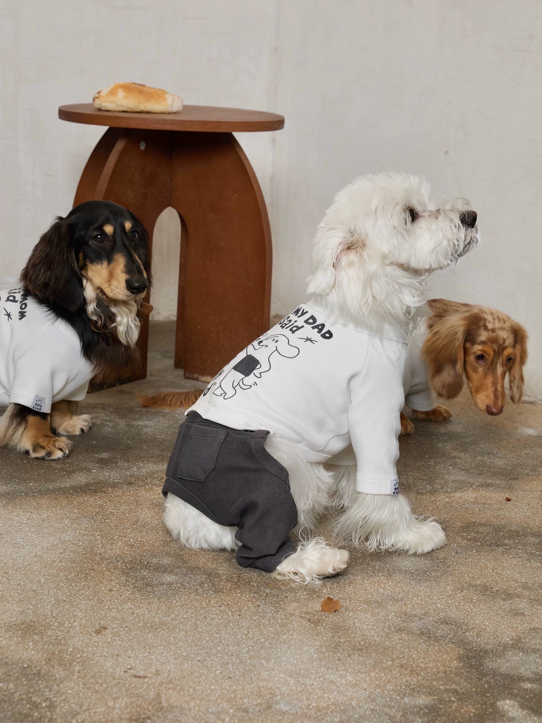 Dog Suit