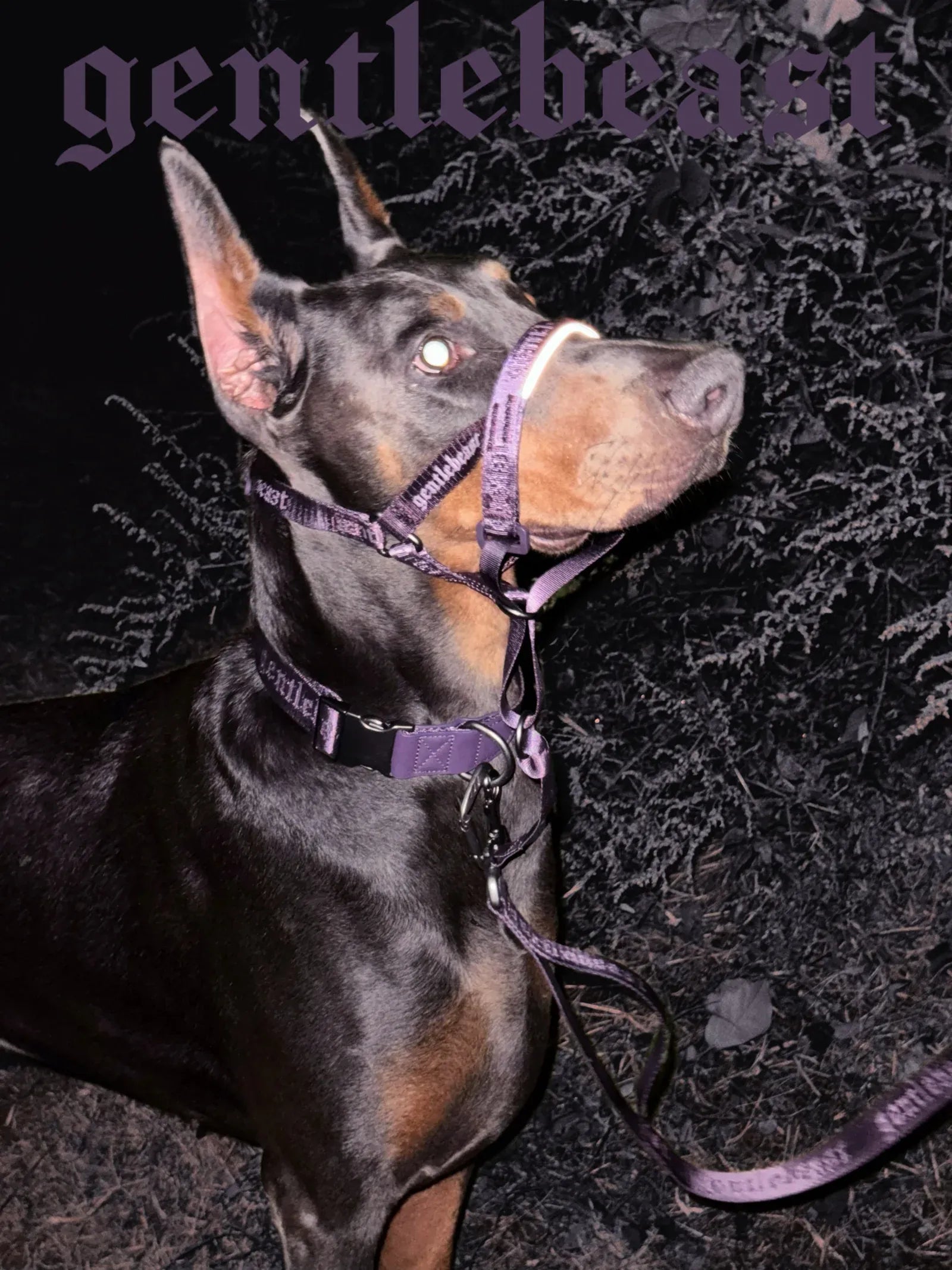 Dog Headcollar Purple