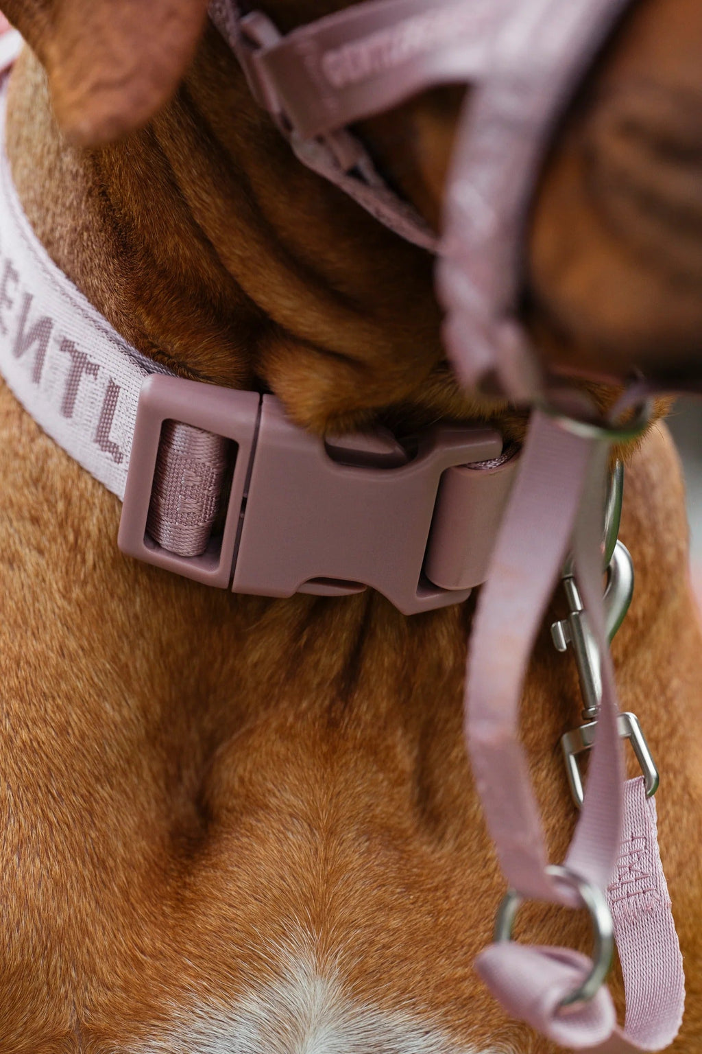 Dog Collar Pink