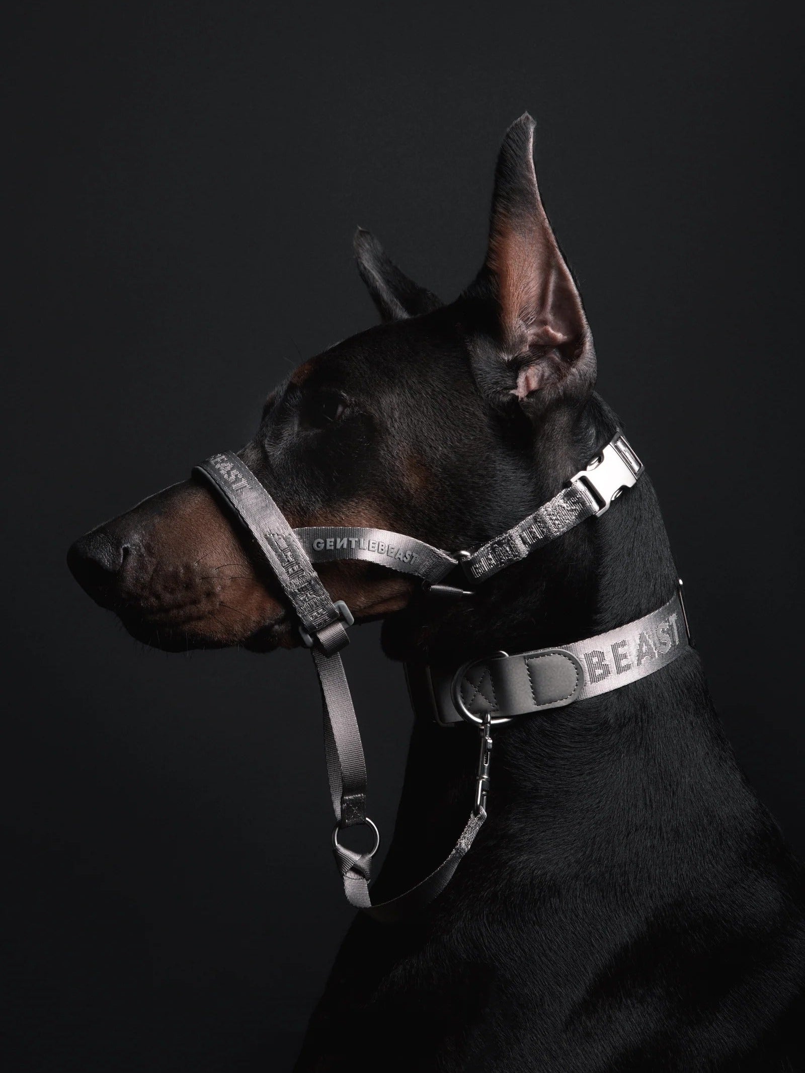 Dog Headcollar Sliver