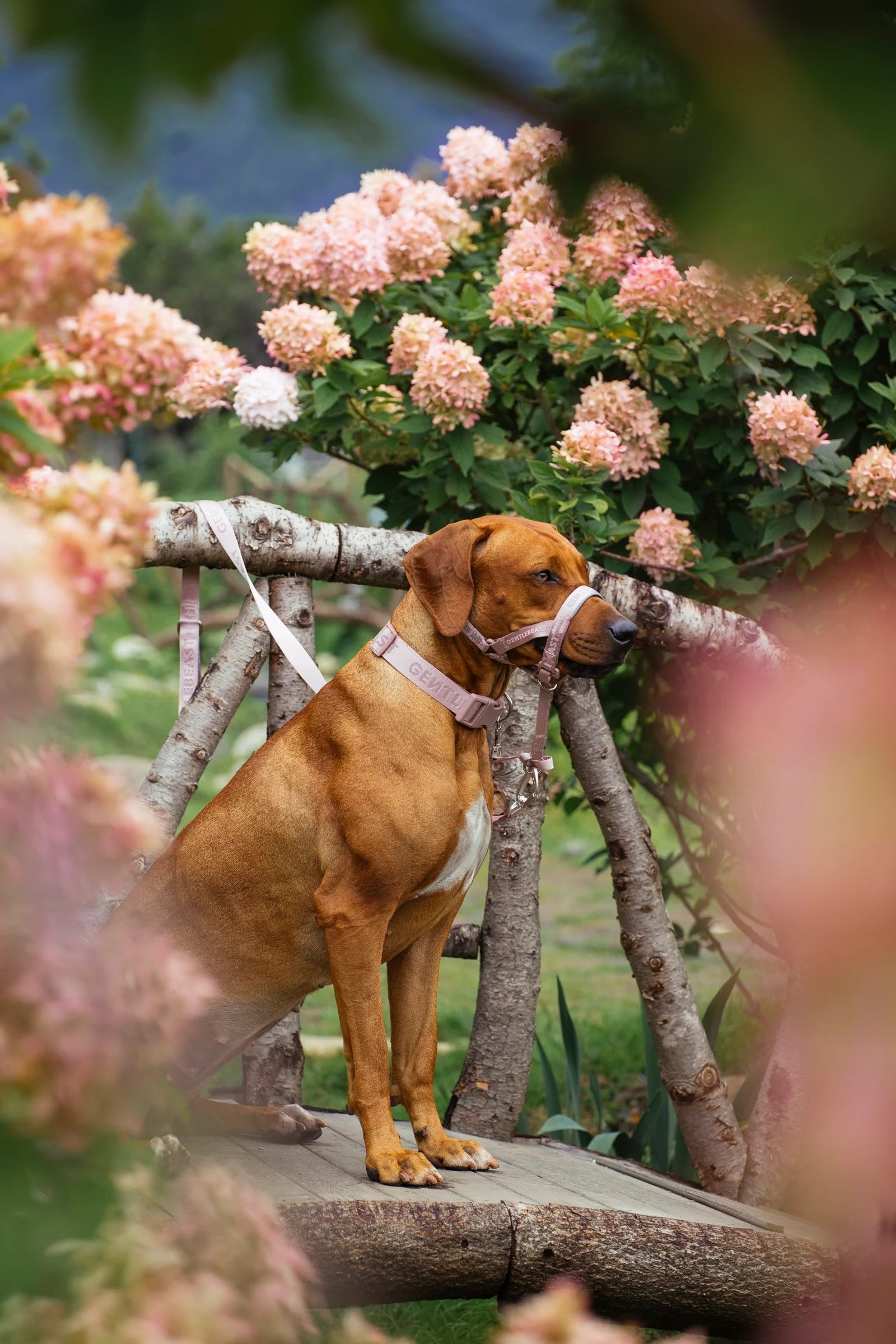 Dog Headcollar Pink