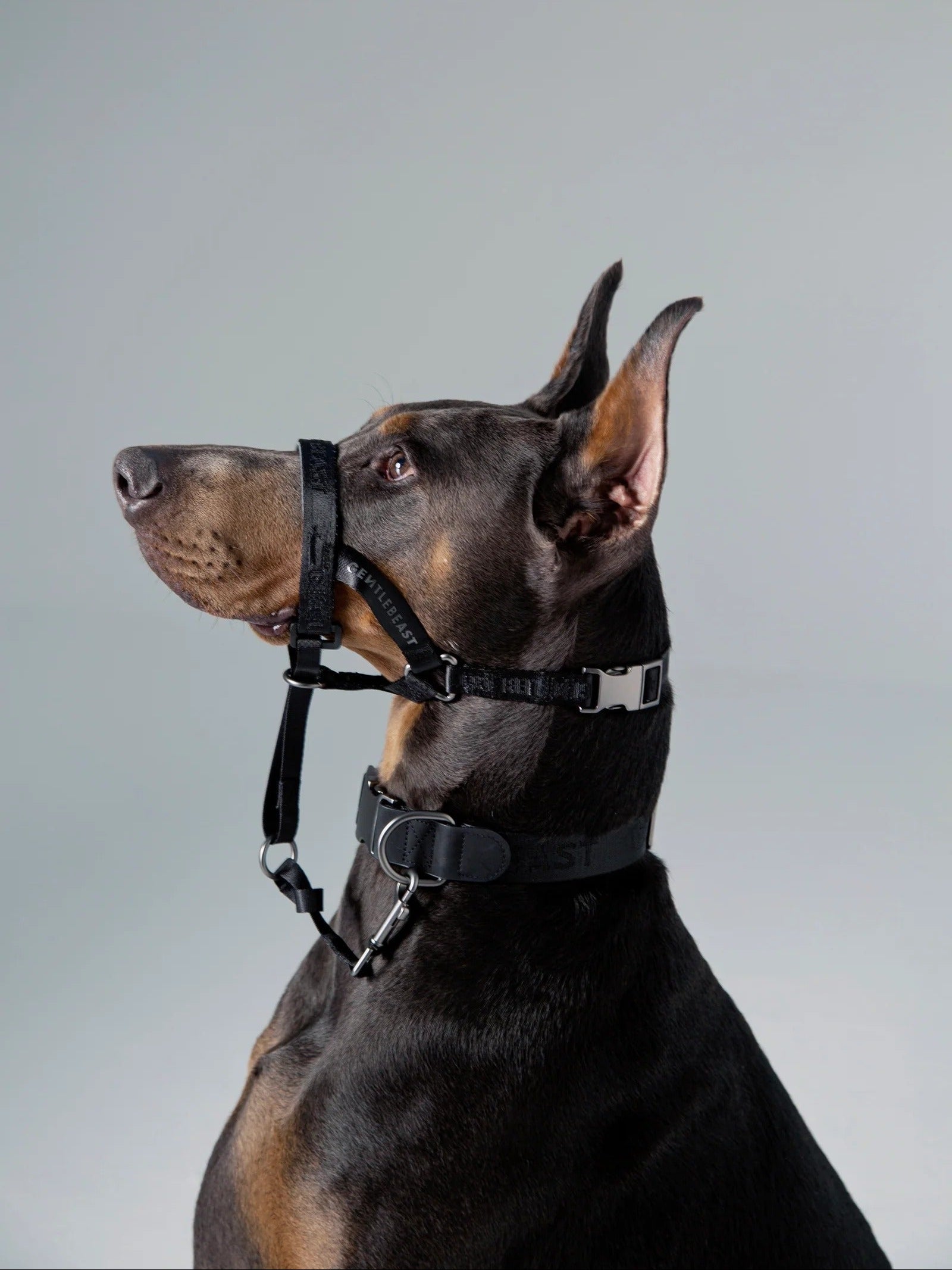Dog Headcollar Black
