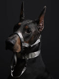 Dog Headcollar Sliver