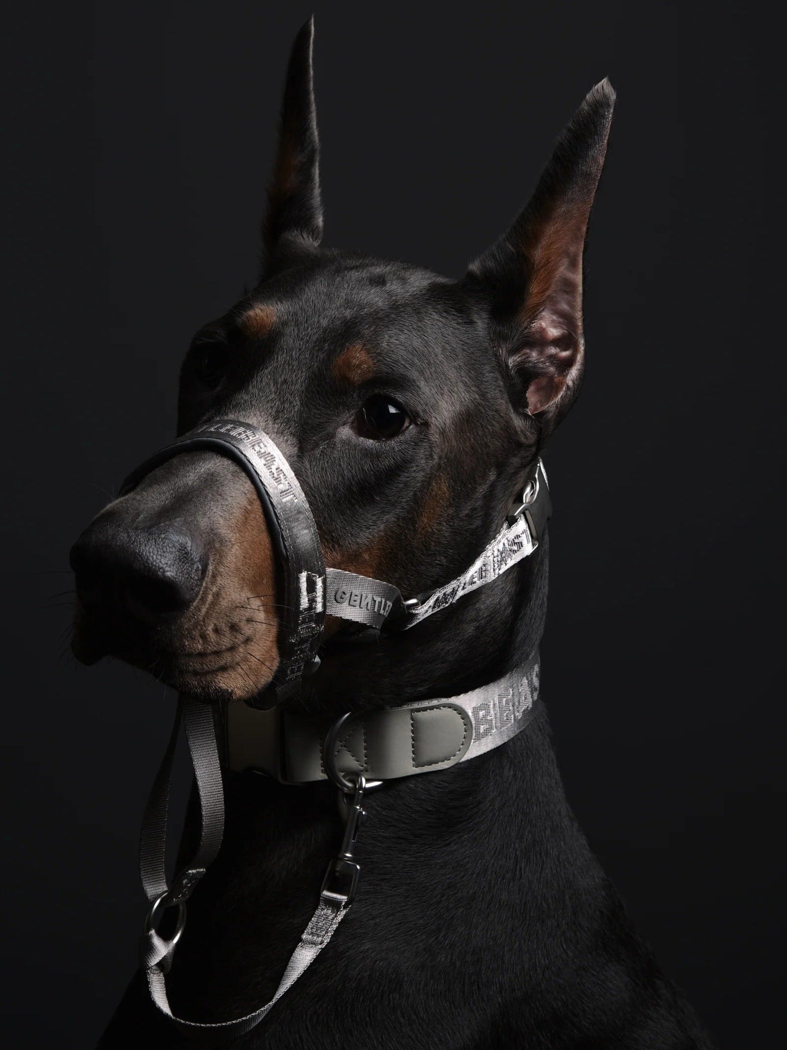 Dog Headcollar Sliver