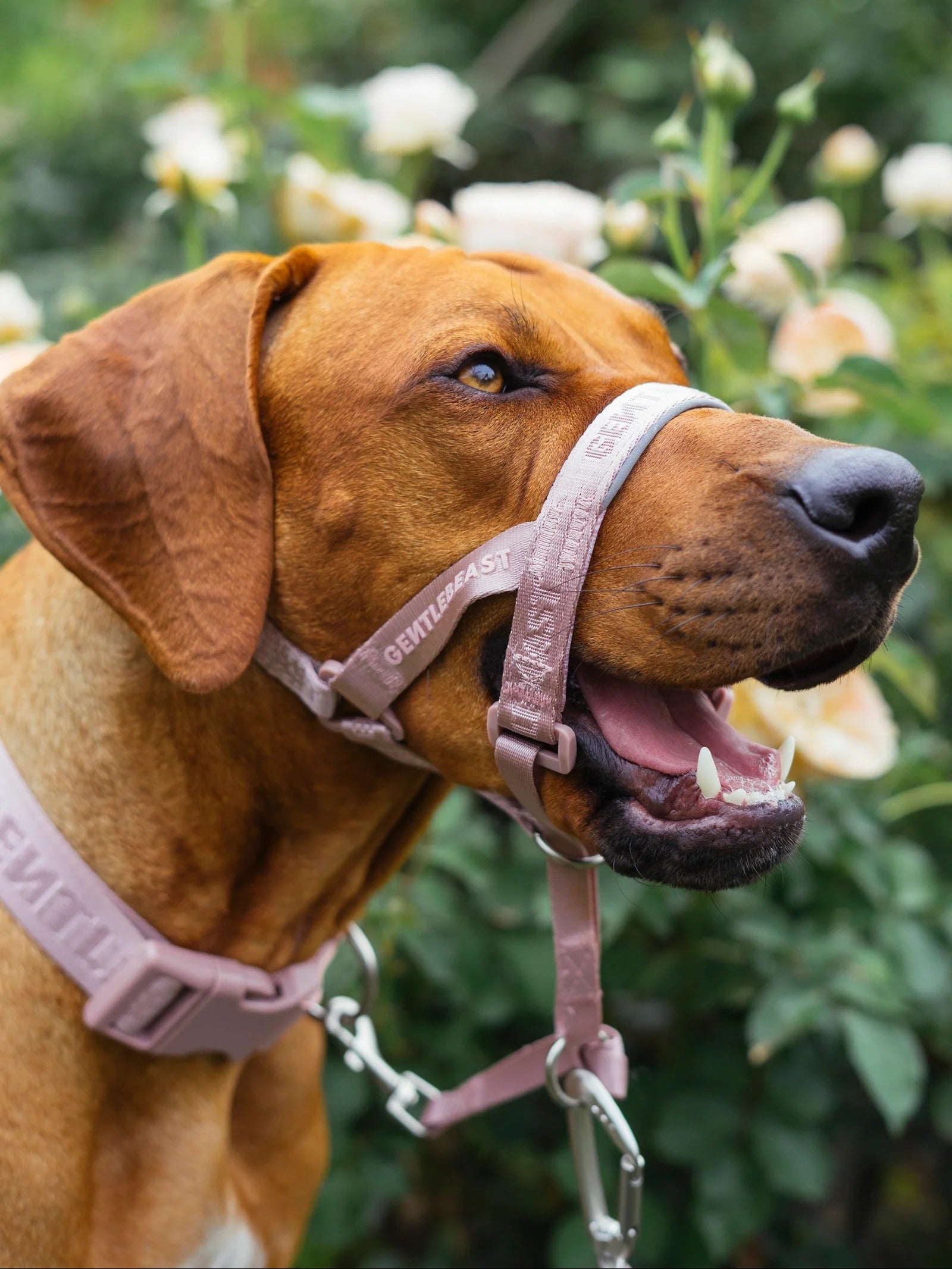 Dog Headcollar Pink
