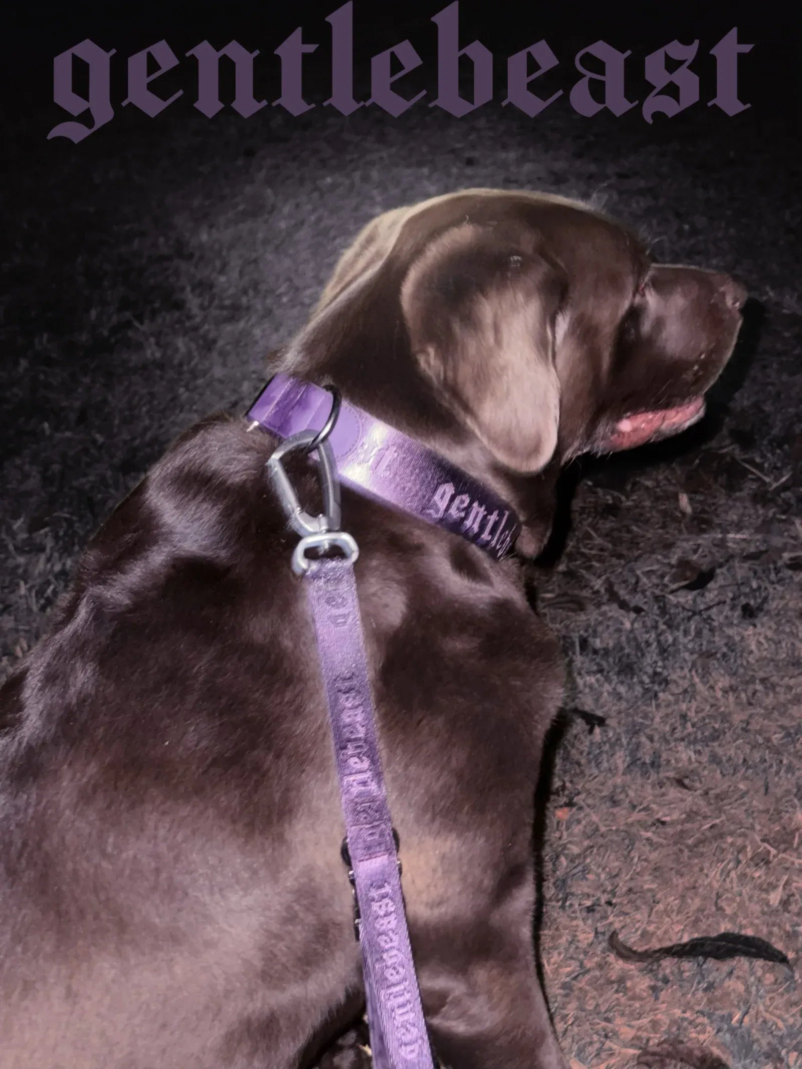 Dog Short Leash Purple