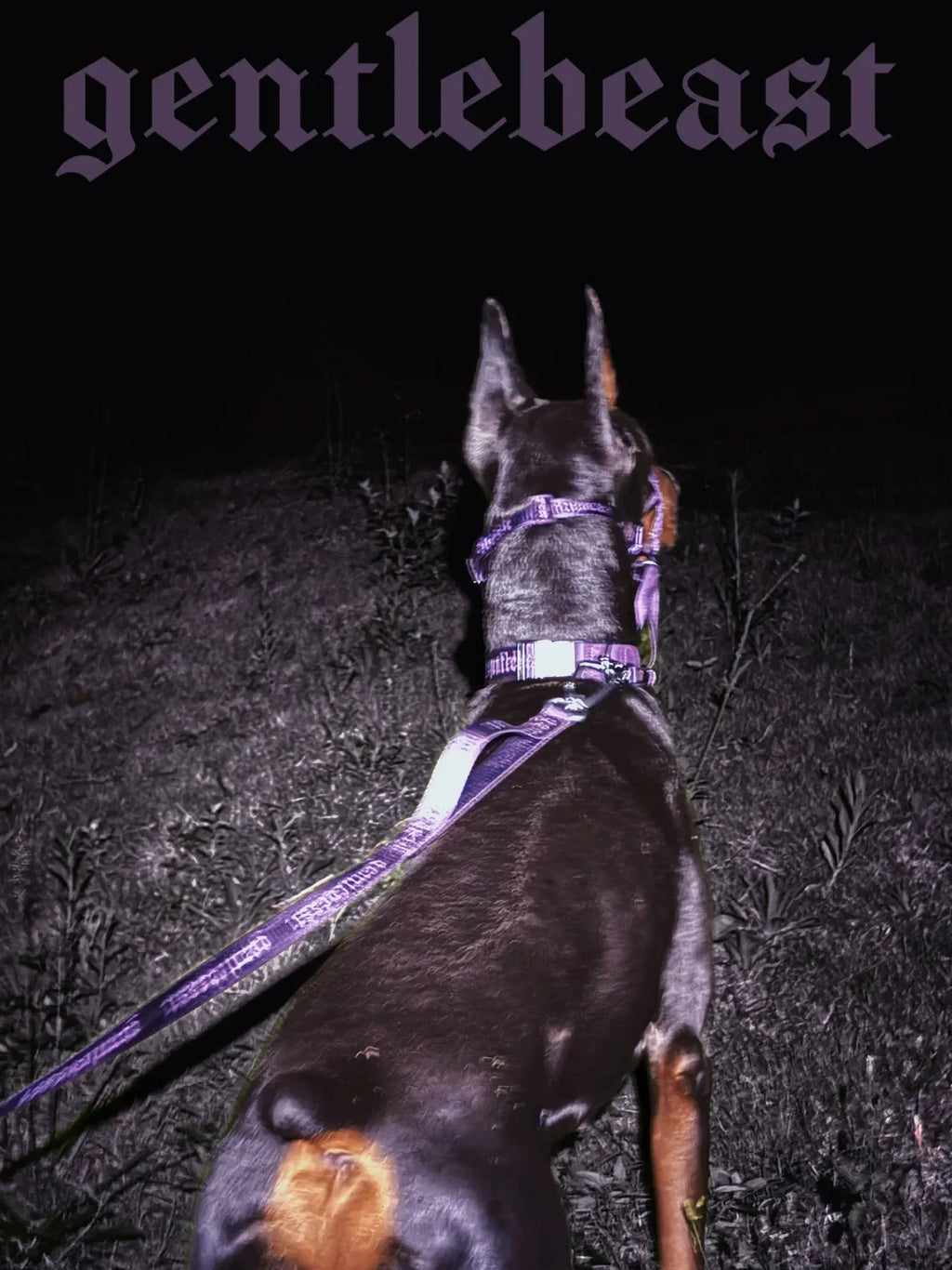 Dog Leash Purple