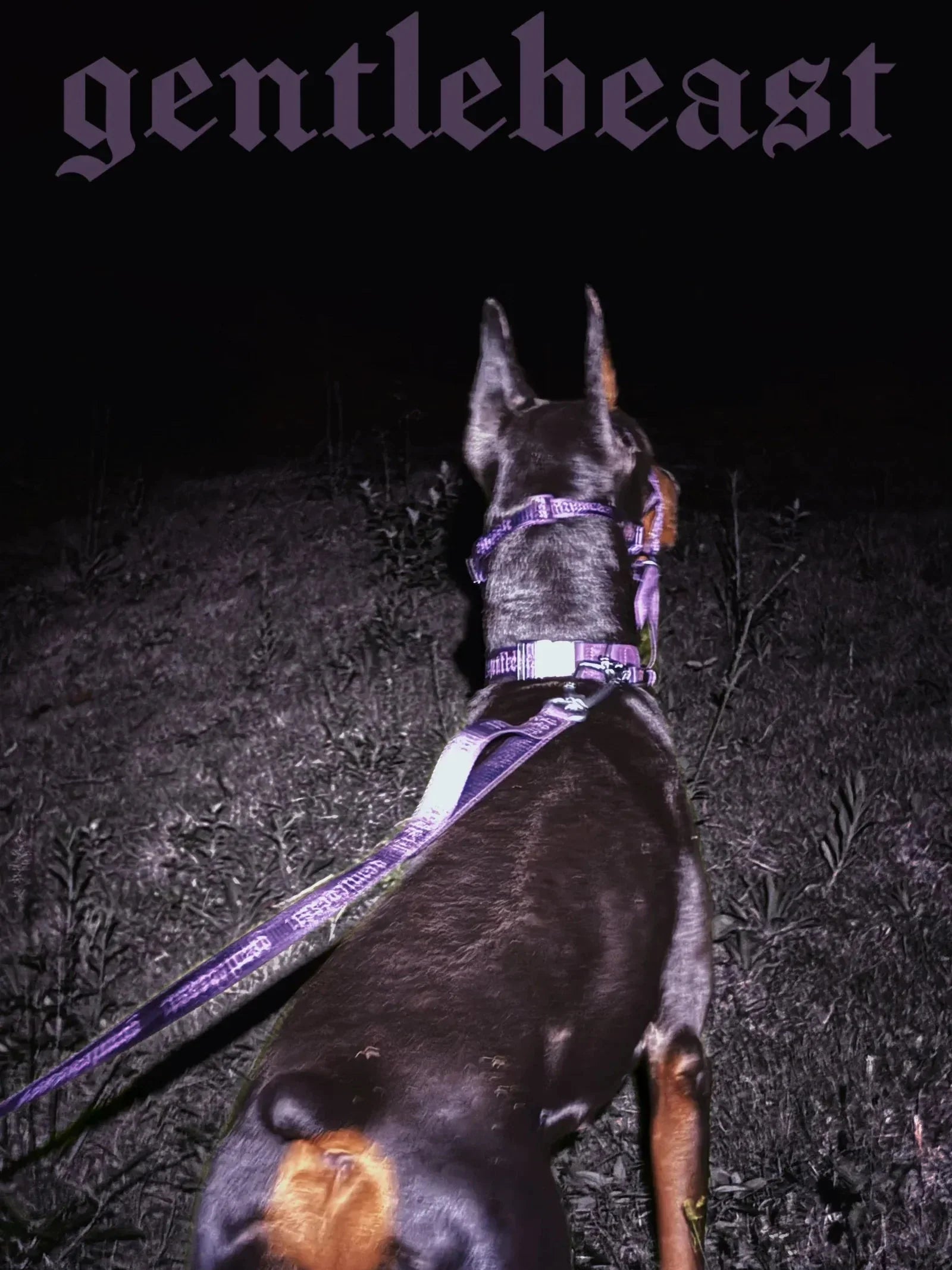 Dog Leash Purple