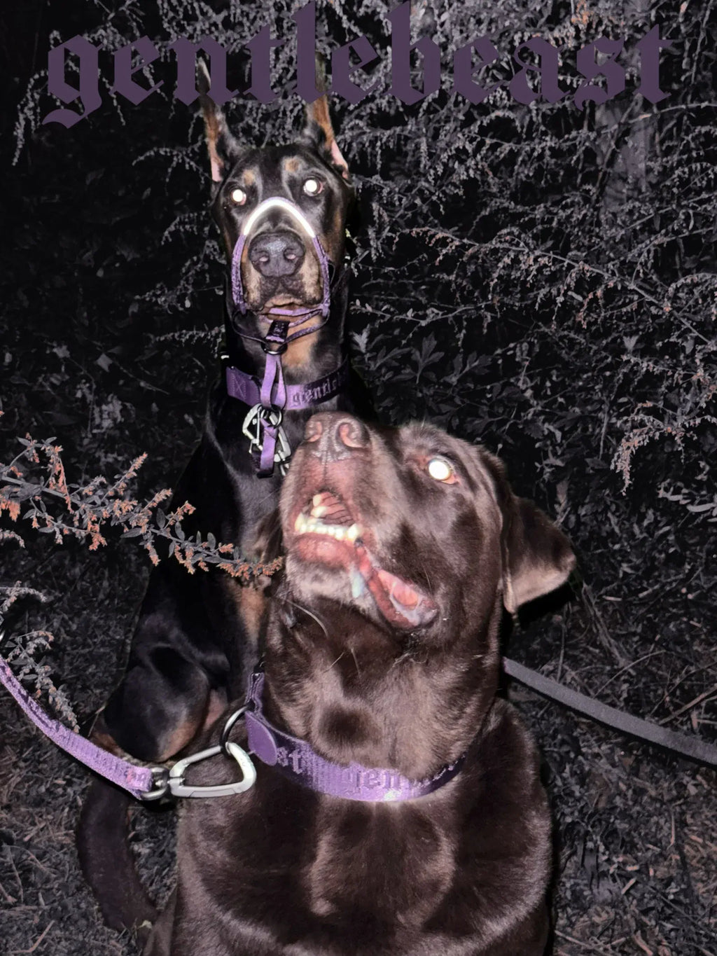 Dog Collar Purple